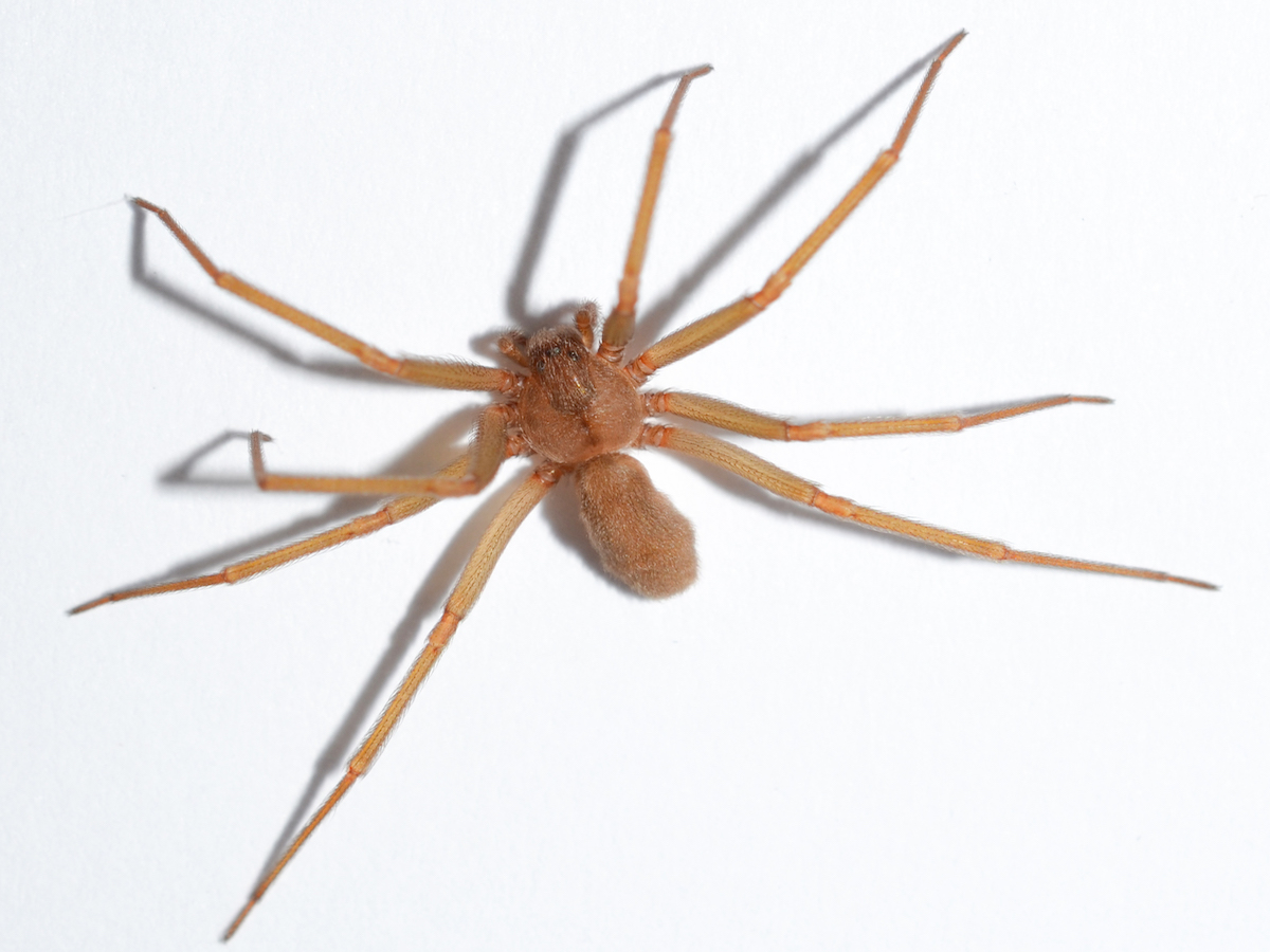 Brown Recluse Spiders Control, Bites, & More
