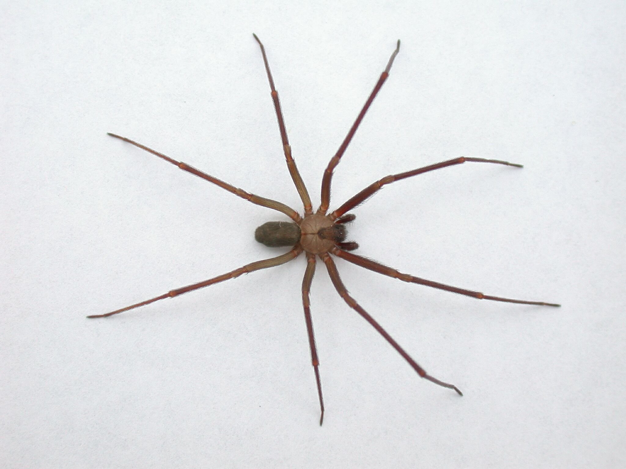 Brown Recluse First Aid Kit