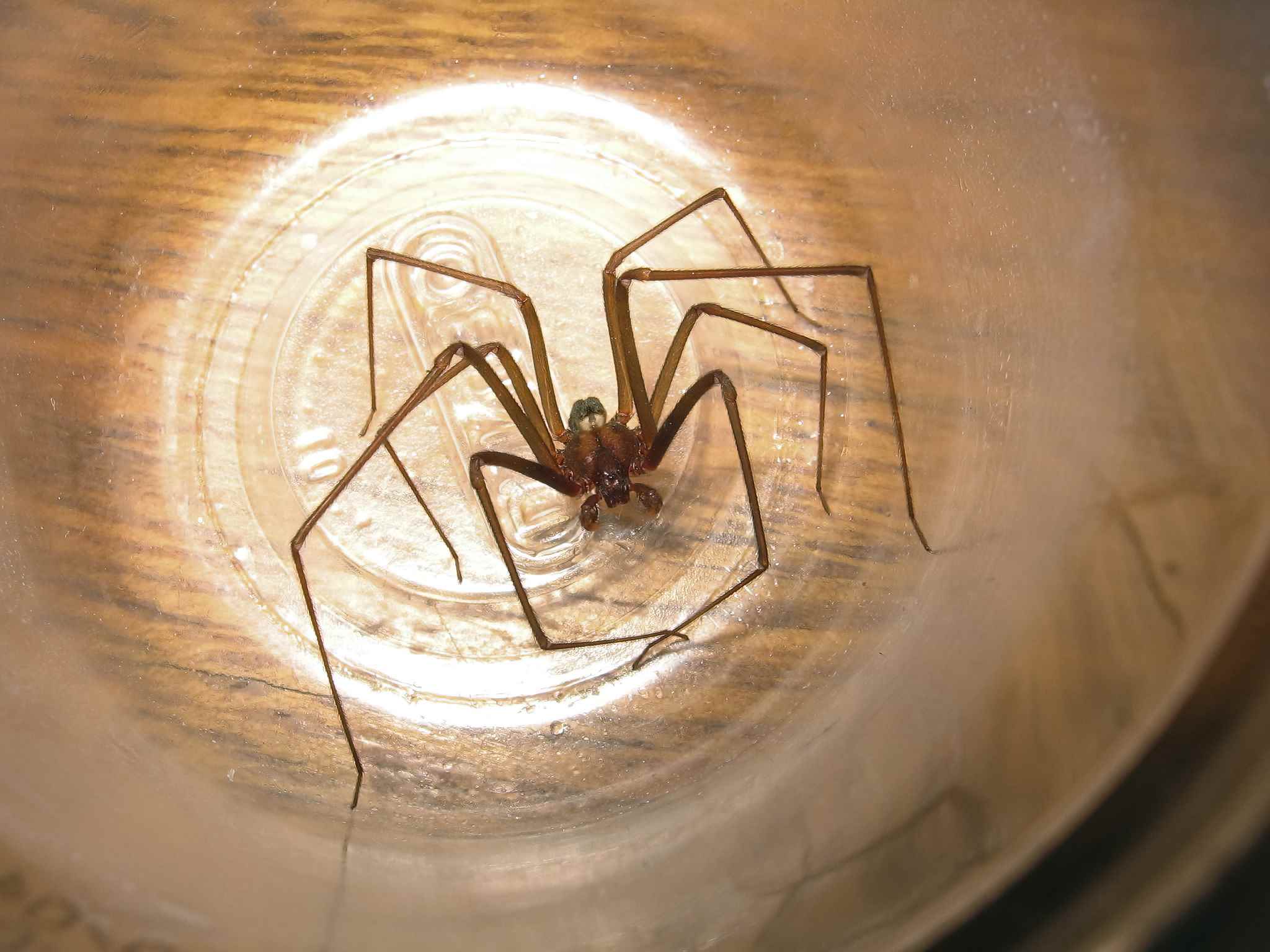 What Does a Brown Recluse Look Like? Picture and More