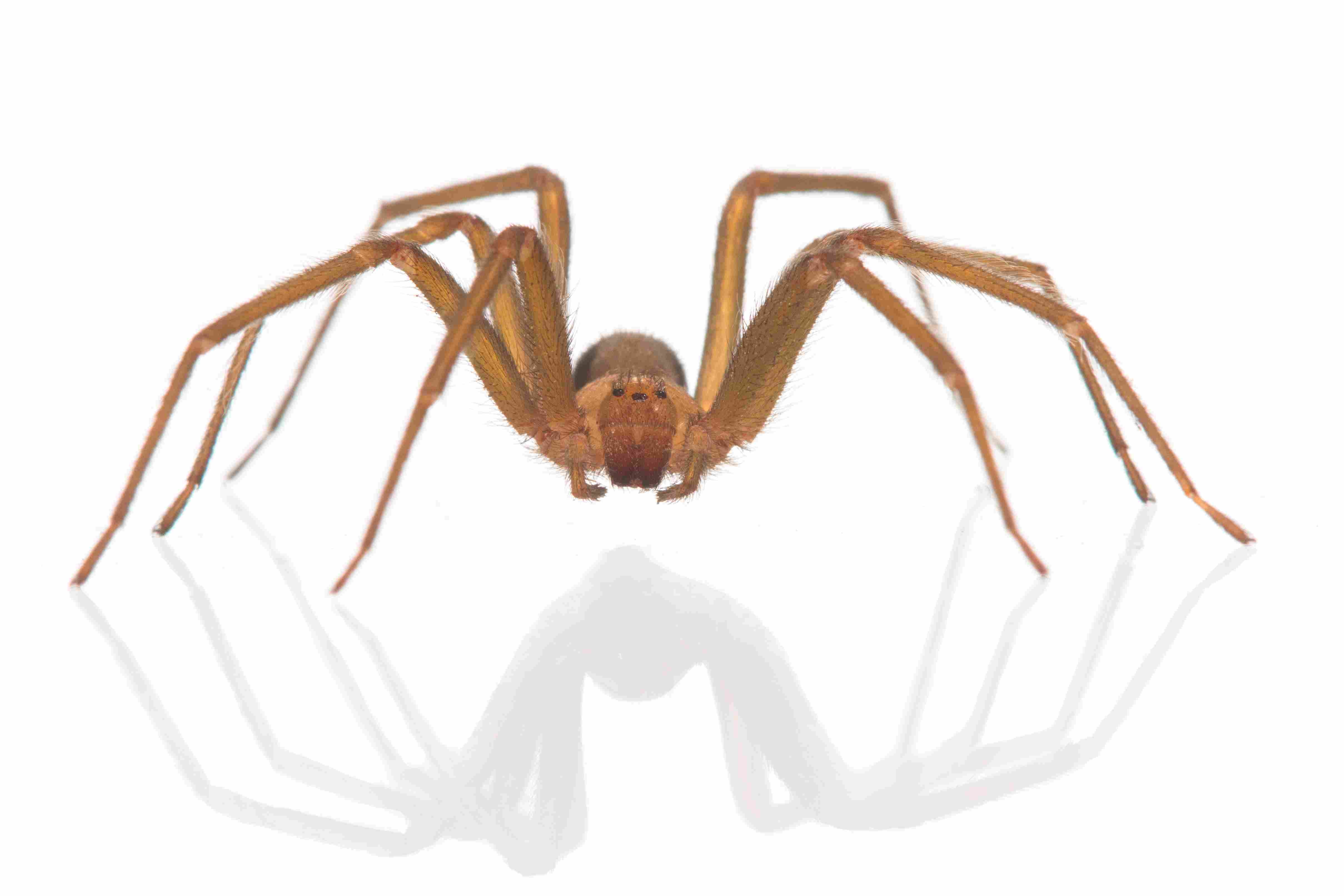 What Does a Brown Recluse Look Like? Picture and More