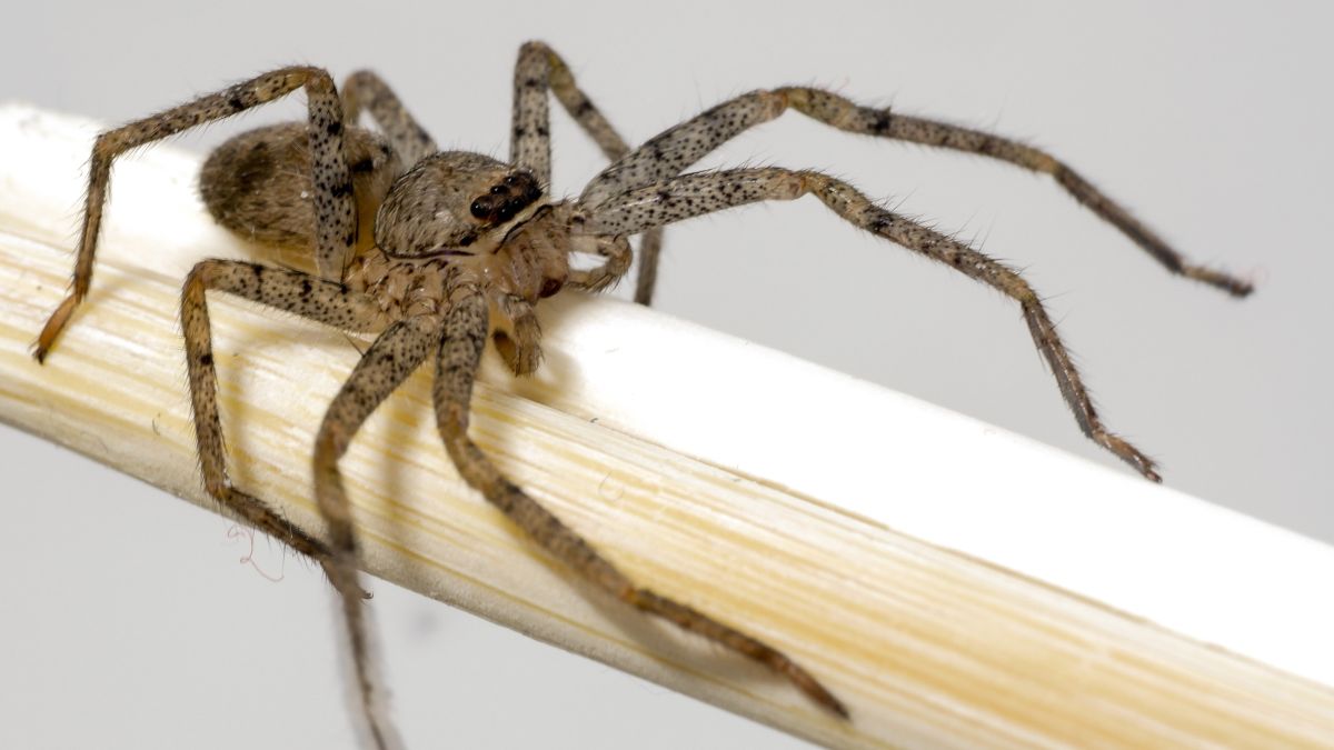 Venomous Brown Recluse Spider Crawls into Woman's Ear