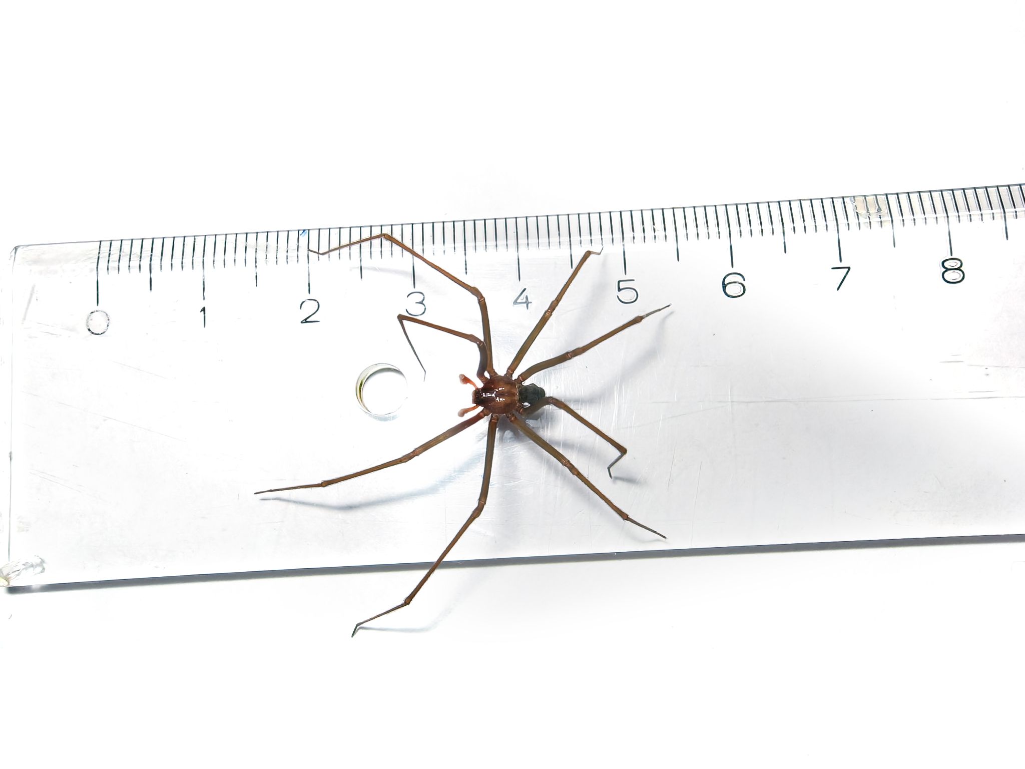What Does a Brown Recluse Look Like? Picture and More