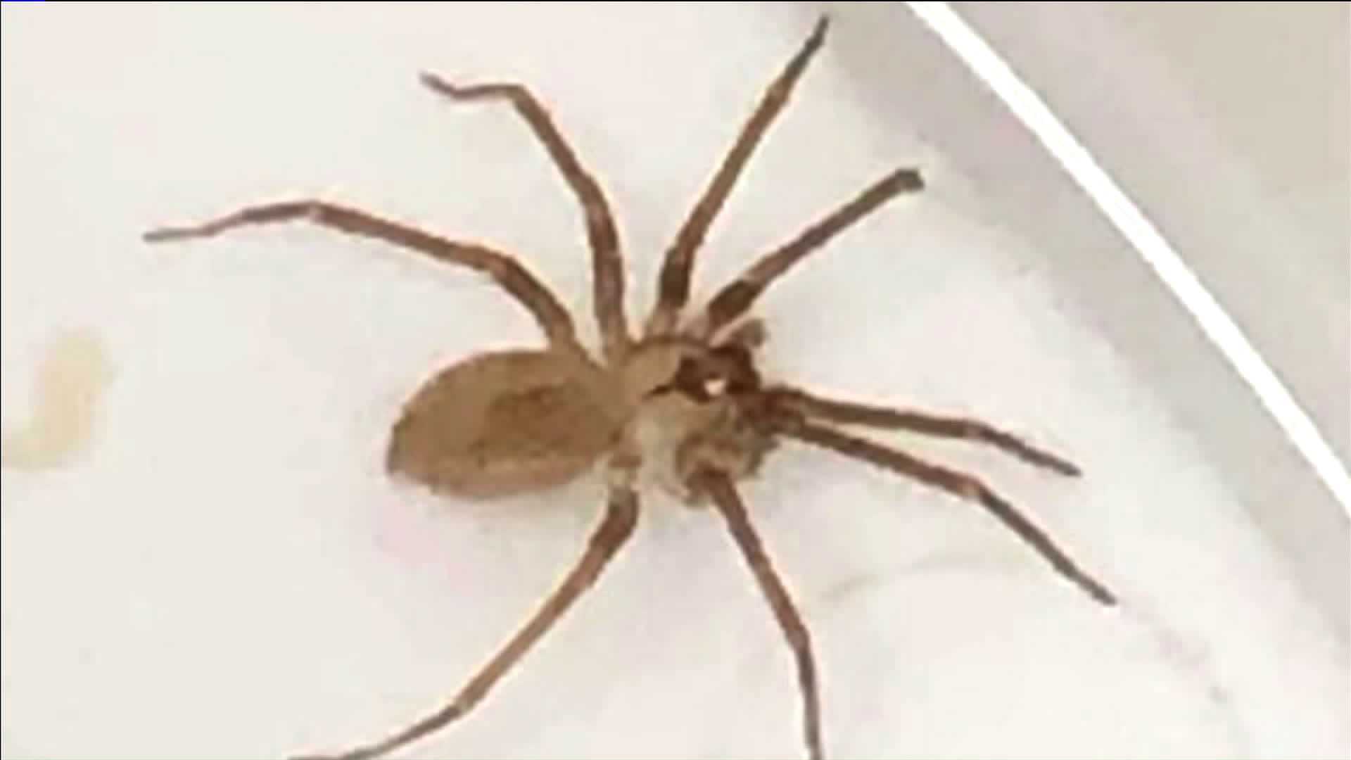 Doctors Remove Venomous Brown Recluse Spider From Missouri Woman's Ear