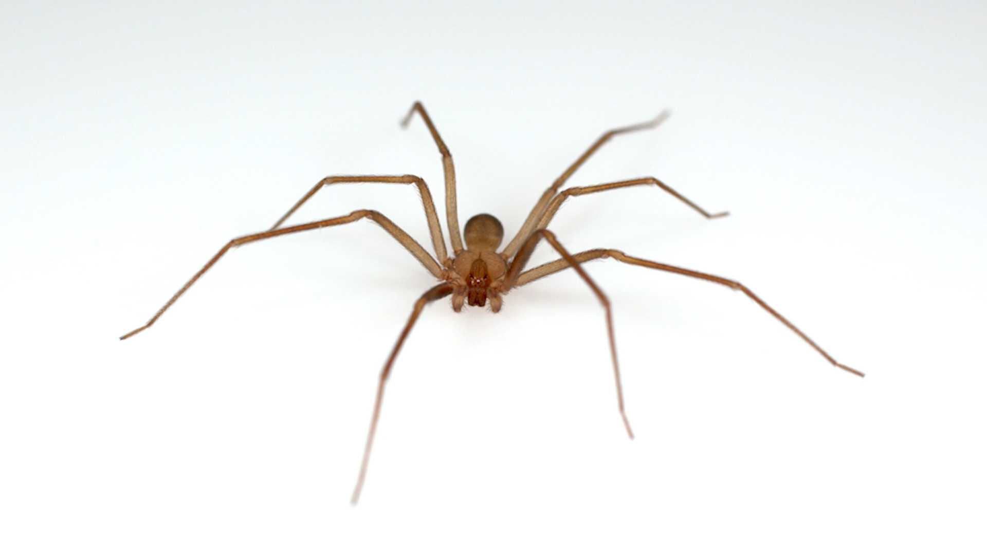 Venomous Spiders Found At University Of Michigan Library Prompts Two Day Shutdown