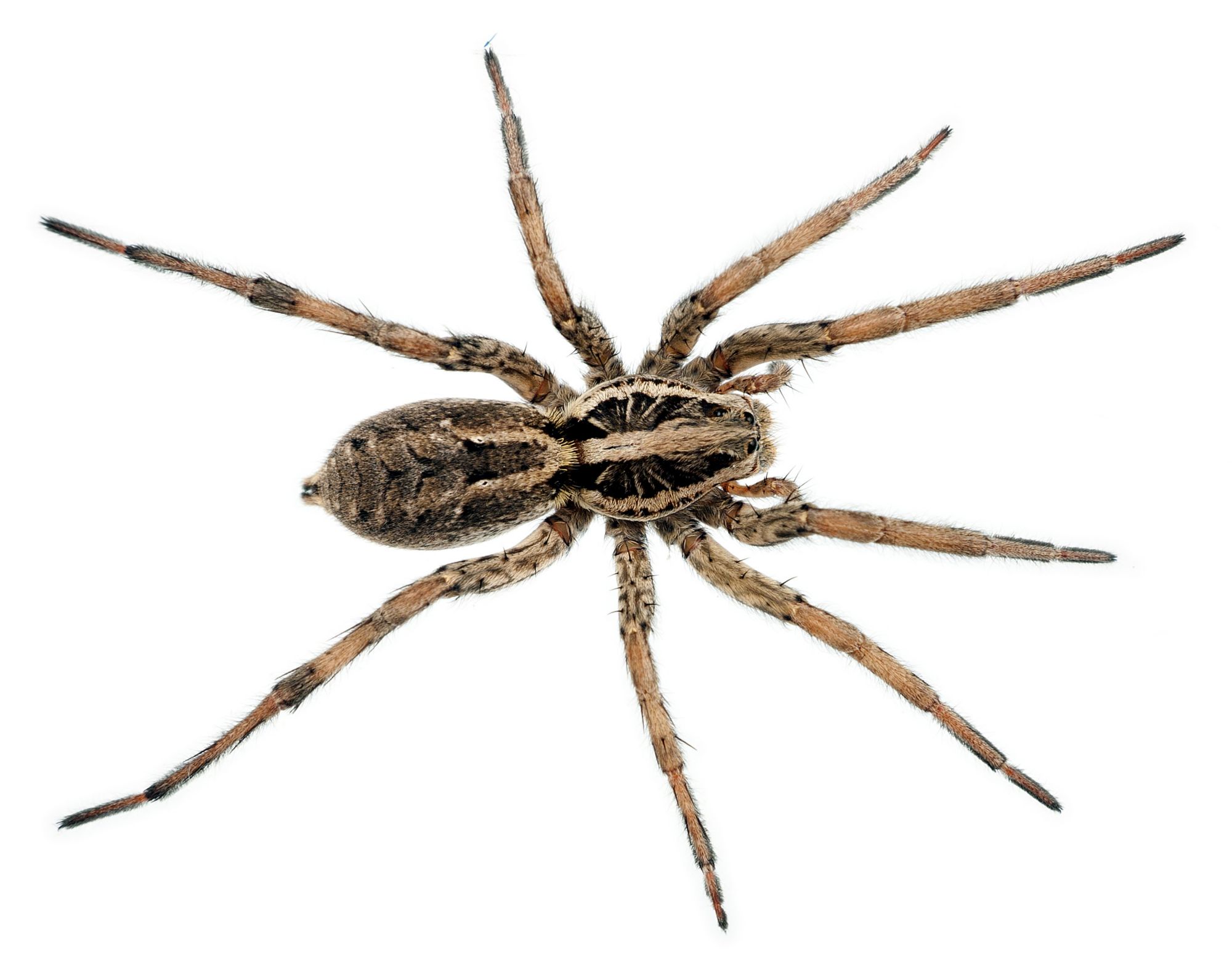 Wolf Spider vs. Brown Recluse Spider: Misidentifying The Dangerous One