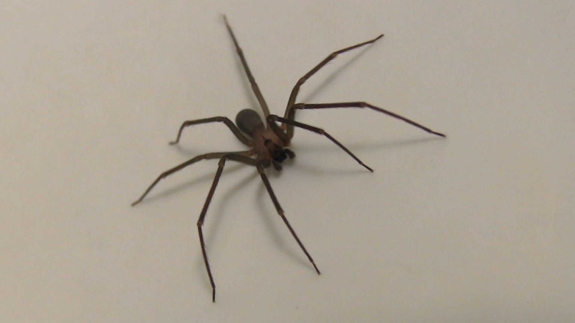 Woman Finds Dozens of Brown Recluse Spiders After Bitten By One