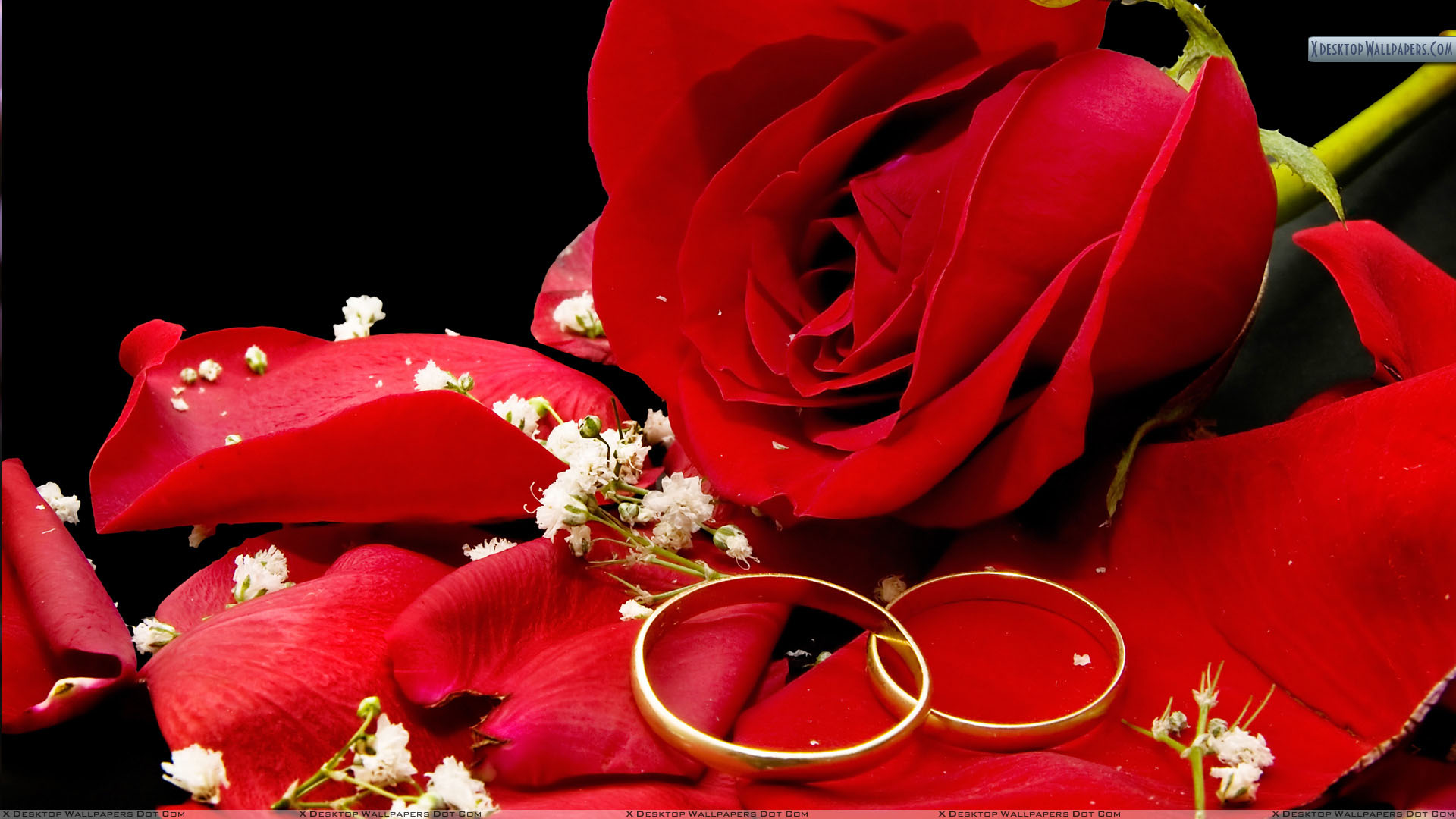 Two Wedding Golden Rings With Red Rose Wallpaper
