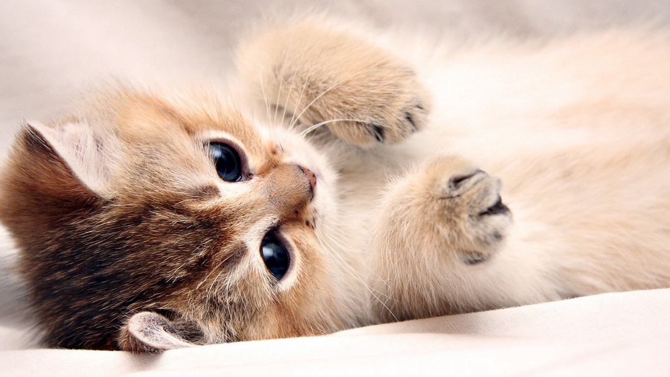 Fluffy Kitten Desktop Wallpaper 18778