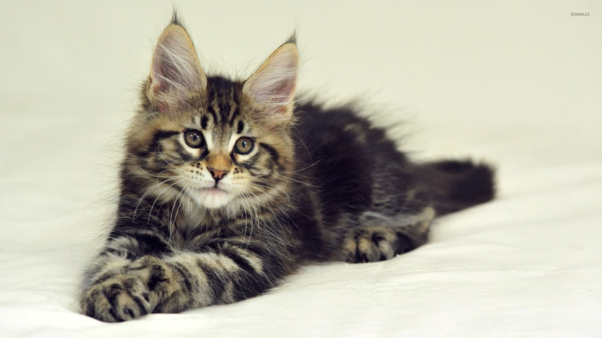 Fluffy kitten [2] wallpaper wallpaper