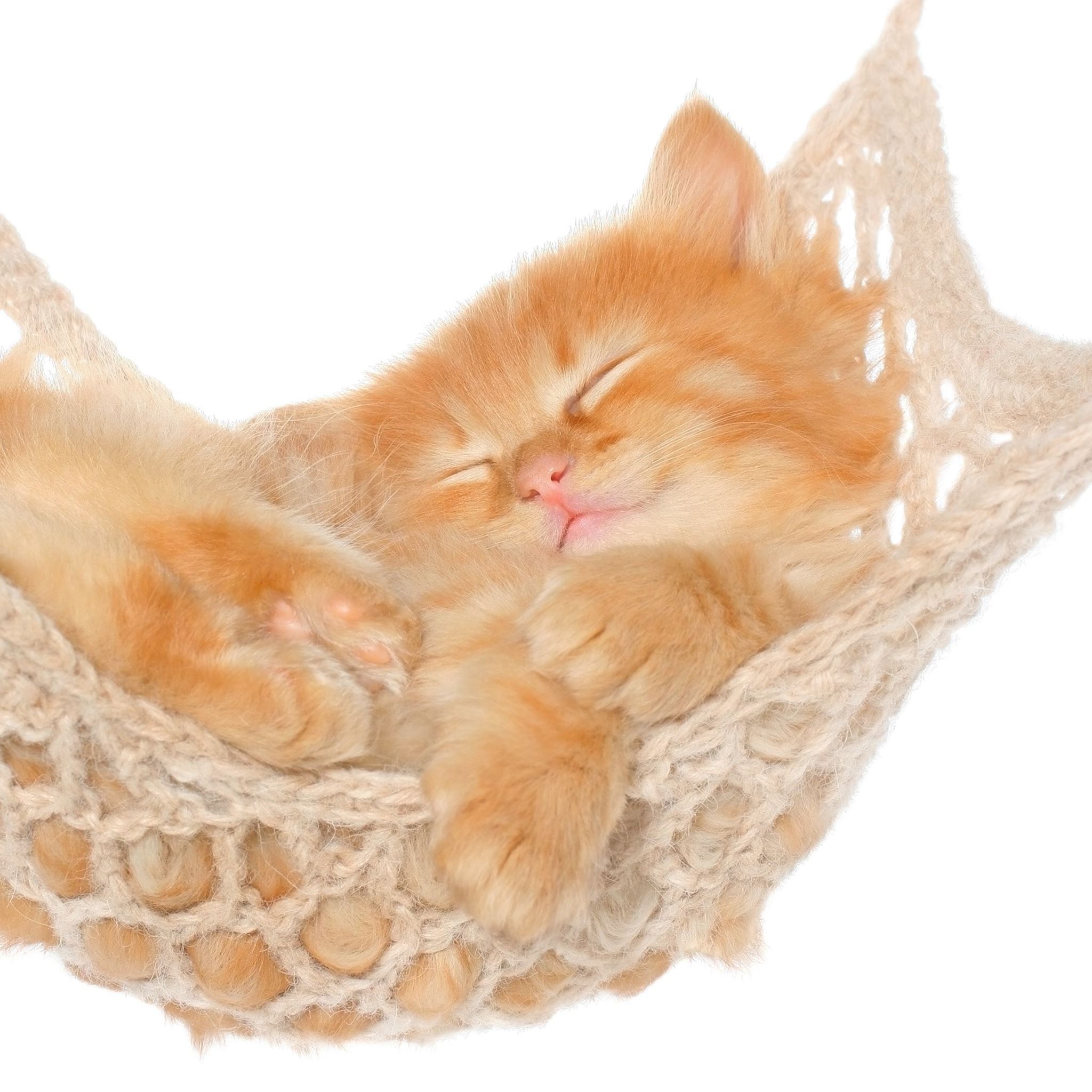 Cat Hammock Kitten Red Fluffy iPad Air Wallpaper Free Download