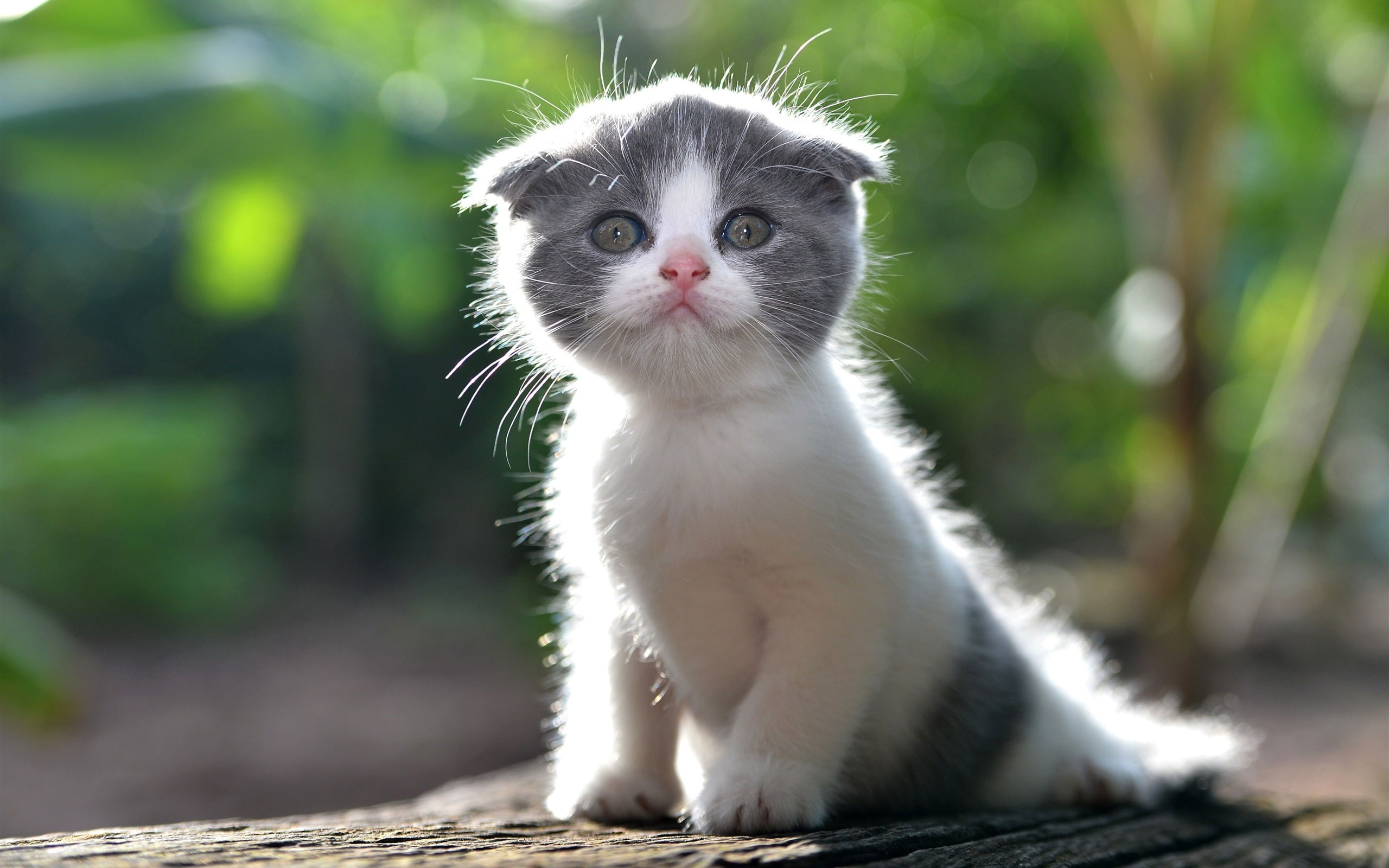 Cute Kitten Wallpaper, Furry Cat • Wallpaper For You