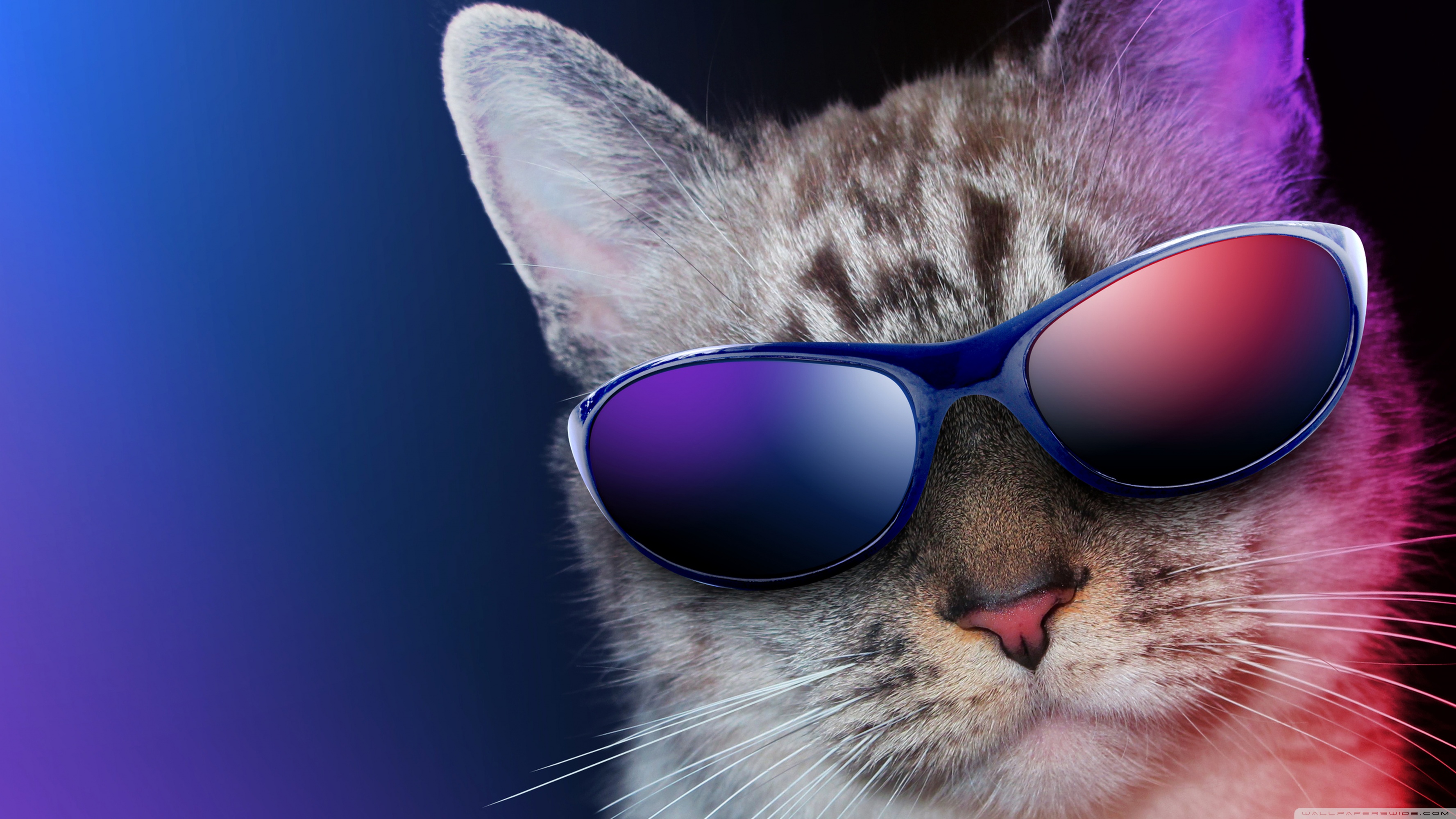 Cool Cat Ultra HD Desktop Background Wallpaper for 4K UHD TV, Widescreen & UltraWide Desktop & Laptop, Tablet