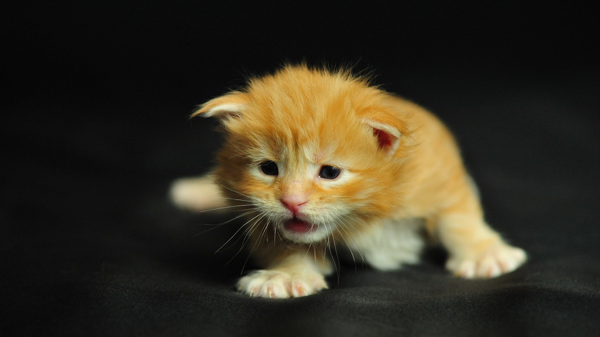 Cool cat HD wallpaper