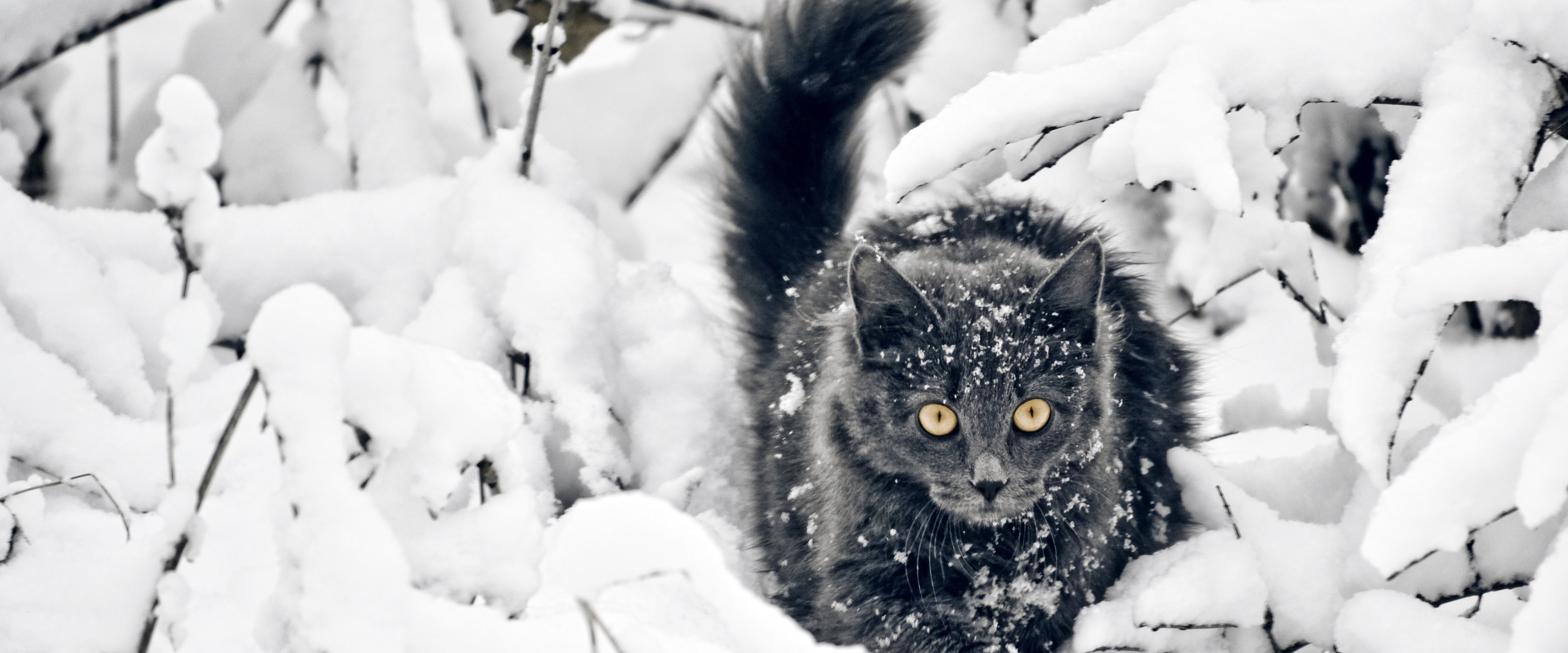 Cat Snow 4K Wallpaper