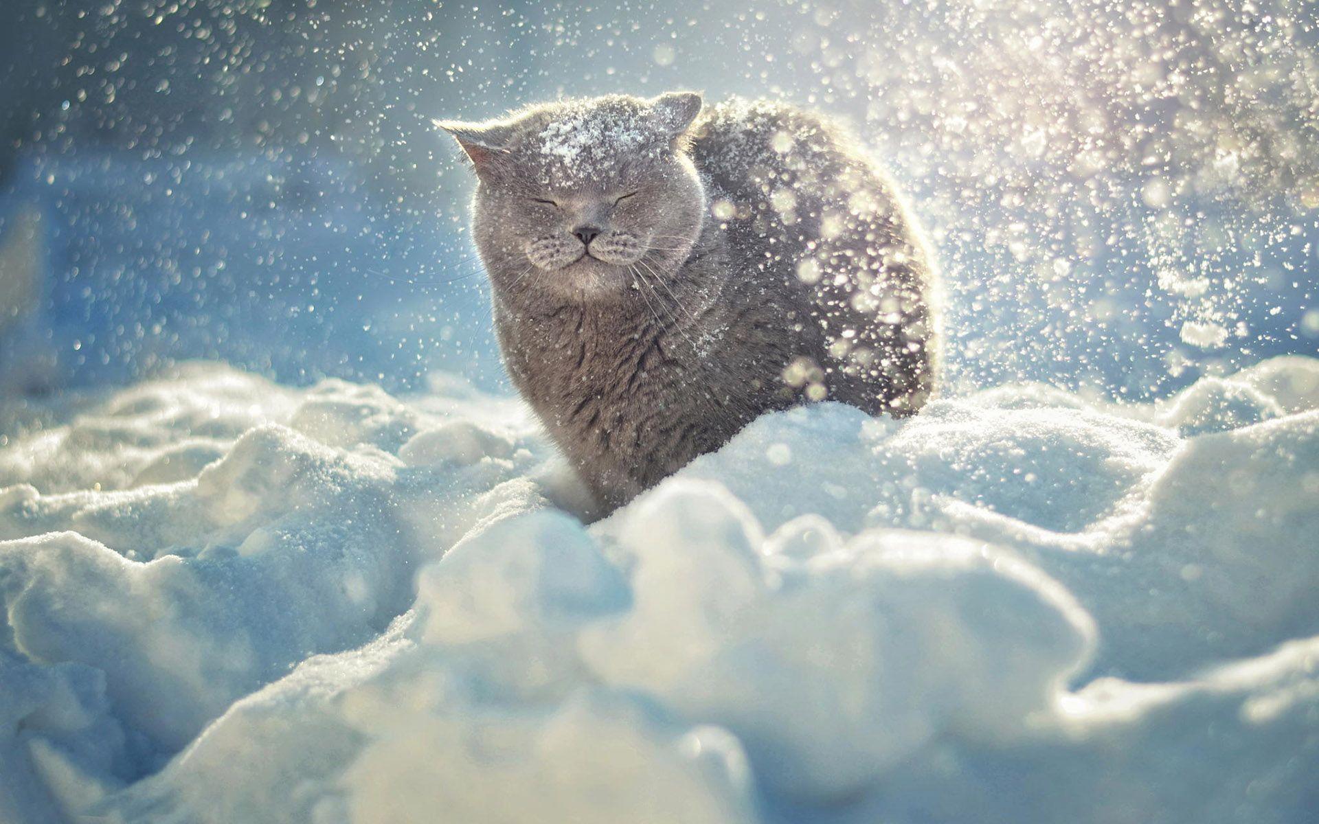 Hd Cat Enjoying The Snow Wallpaper In Snow HD