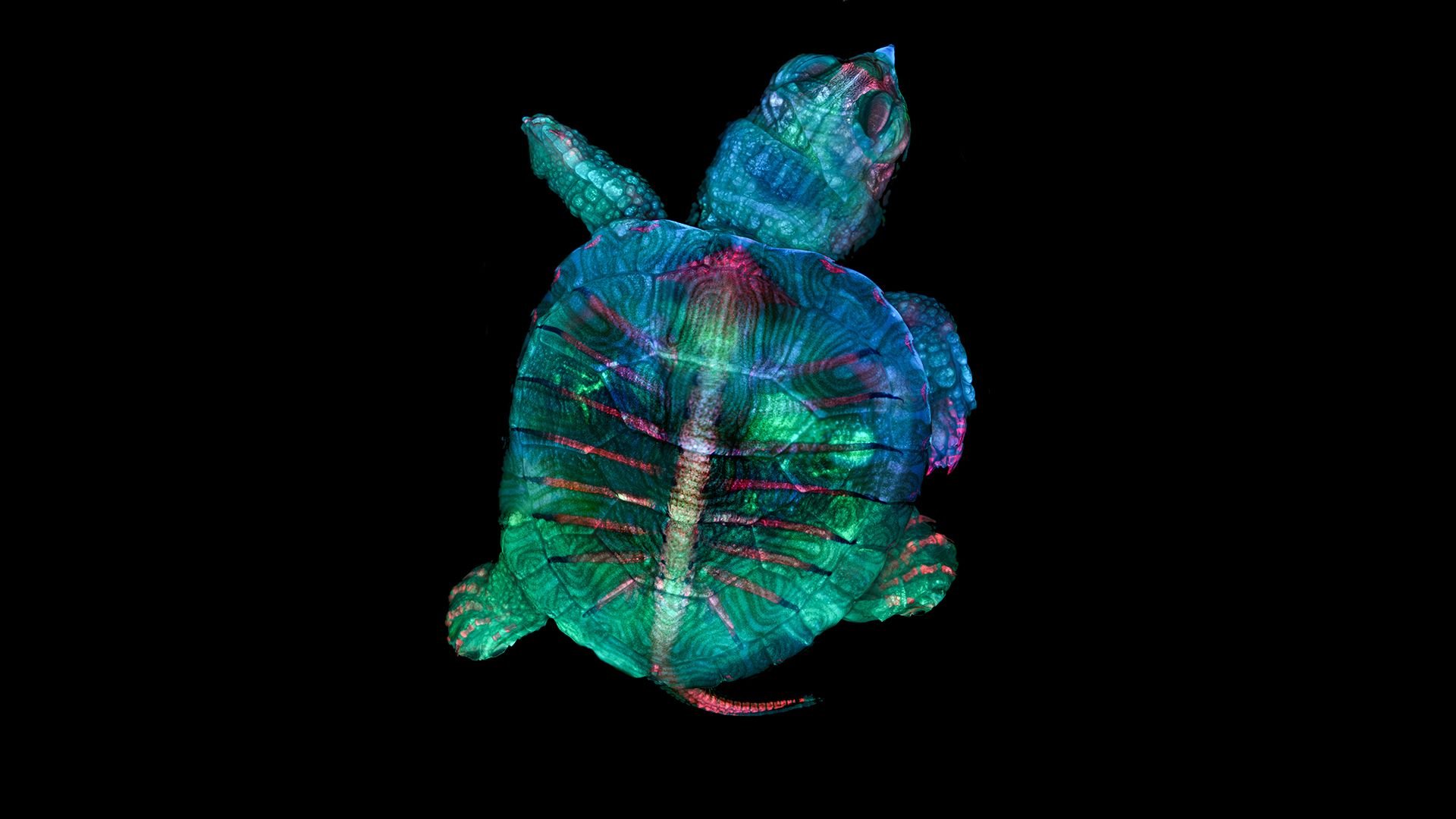 Rainbow Turtle Wallpaper, HD Rainbow Turtle Background on WallpaperBat