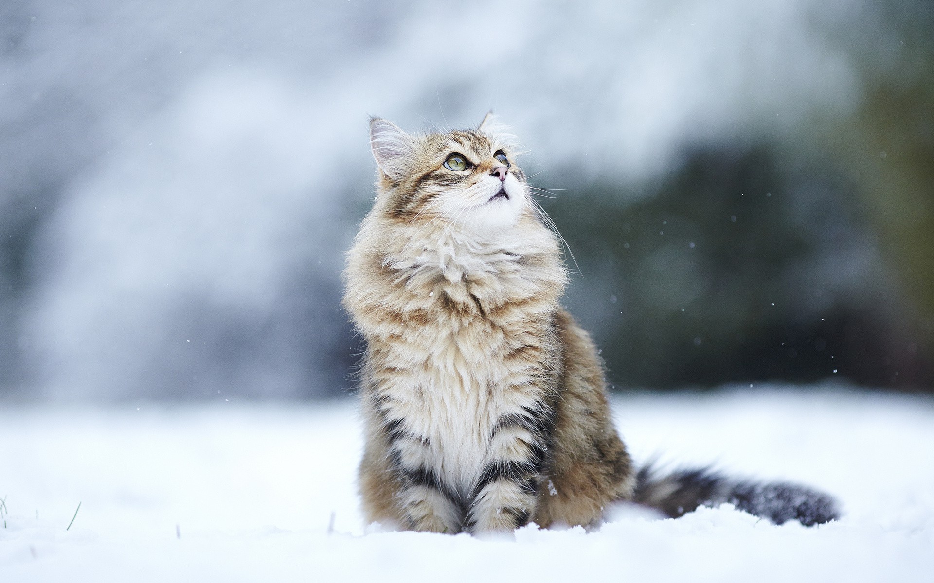 animals, Cat, Snow, Looking Up Wallpaper HD / Desktop and Mobile Background