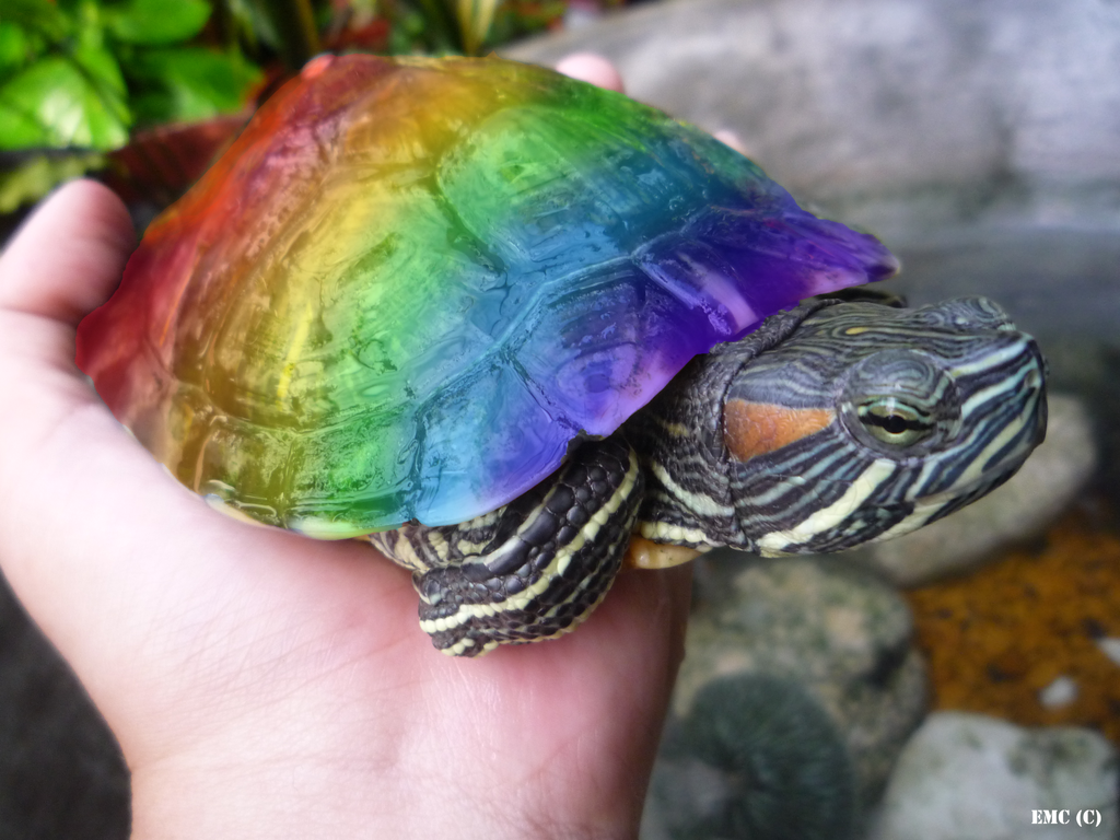 Rainbow Turtle. Turtle, Turtle painting, Rainbow colors
