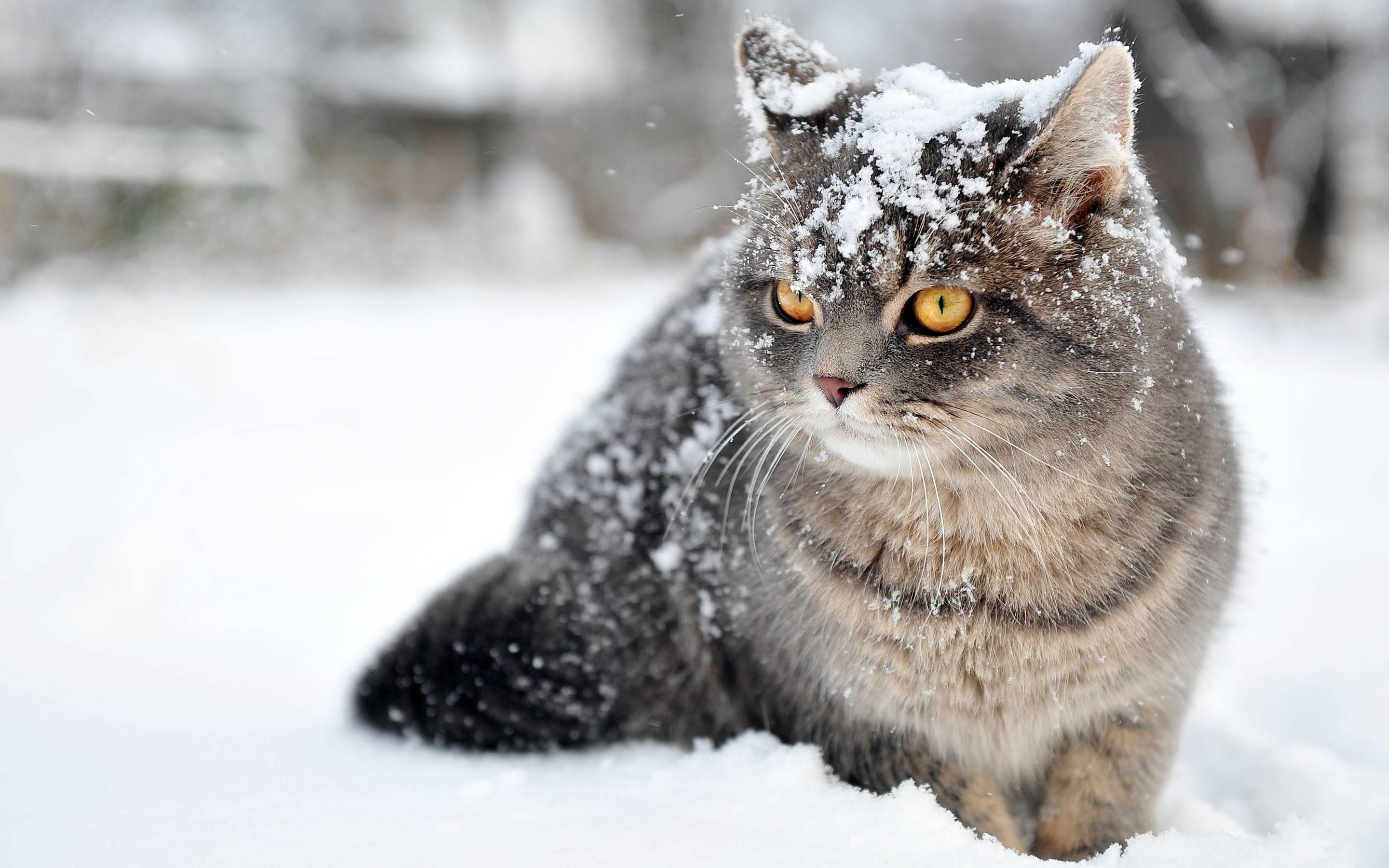 Lovely grey cat in the snow Wallpaper. Animals, Winter cat, Funny cats
