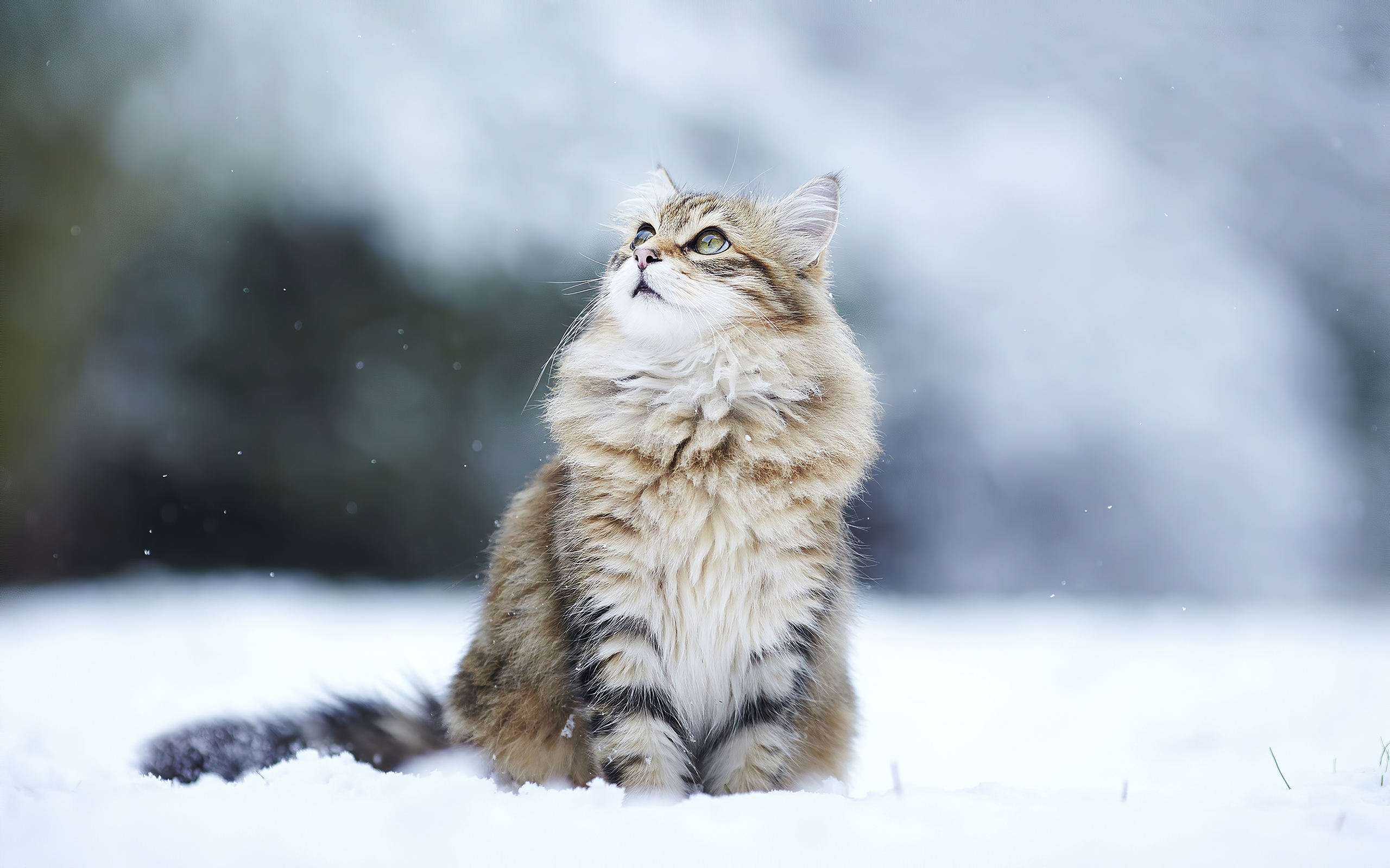 Cat In Winter, HD Animals, 4k Wallpaper, Image, Background, Photo and Picture
