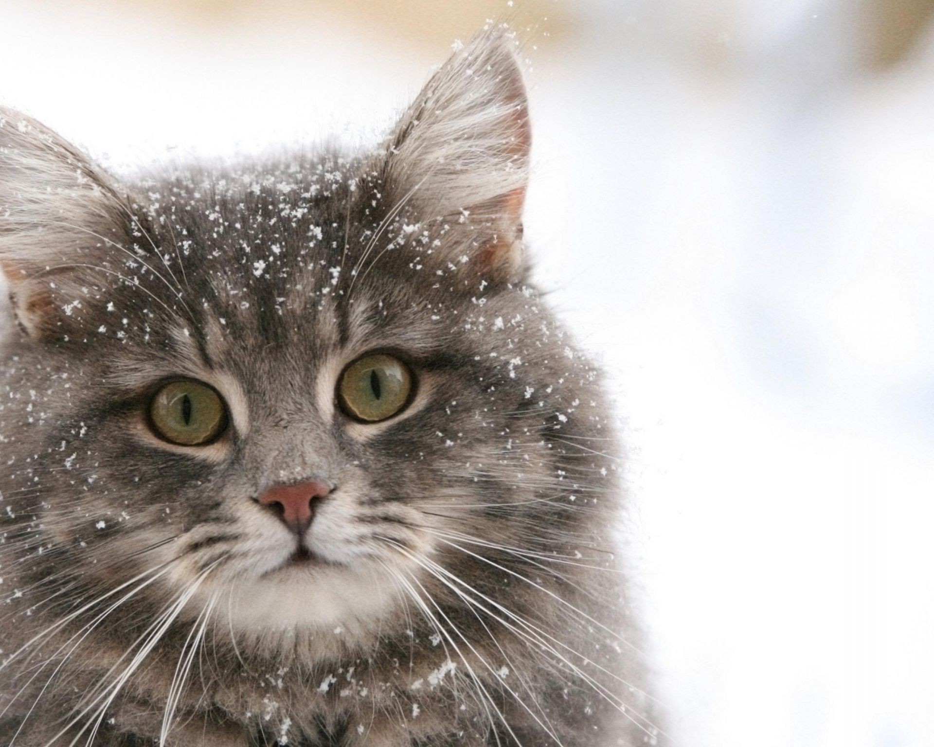 Fluffy fur cat in the snow wallpaper