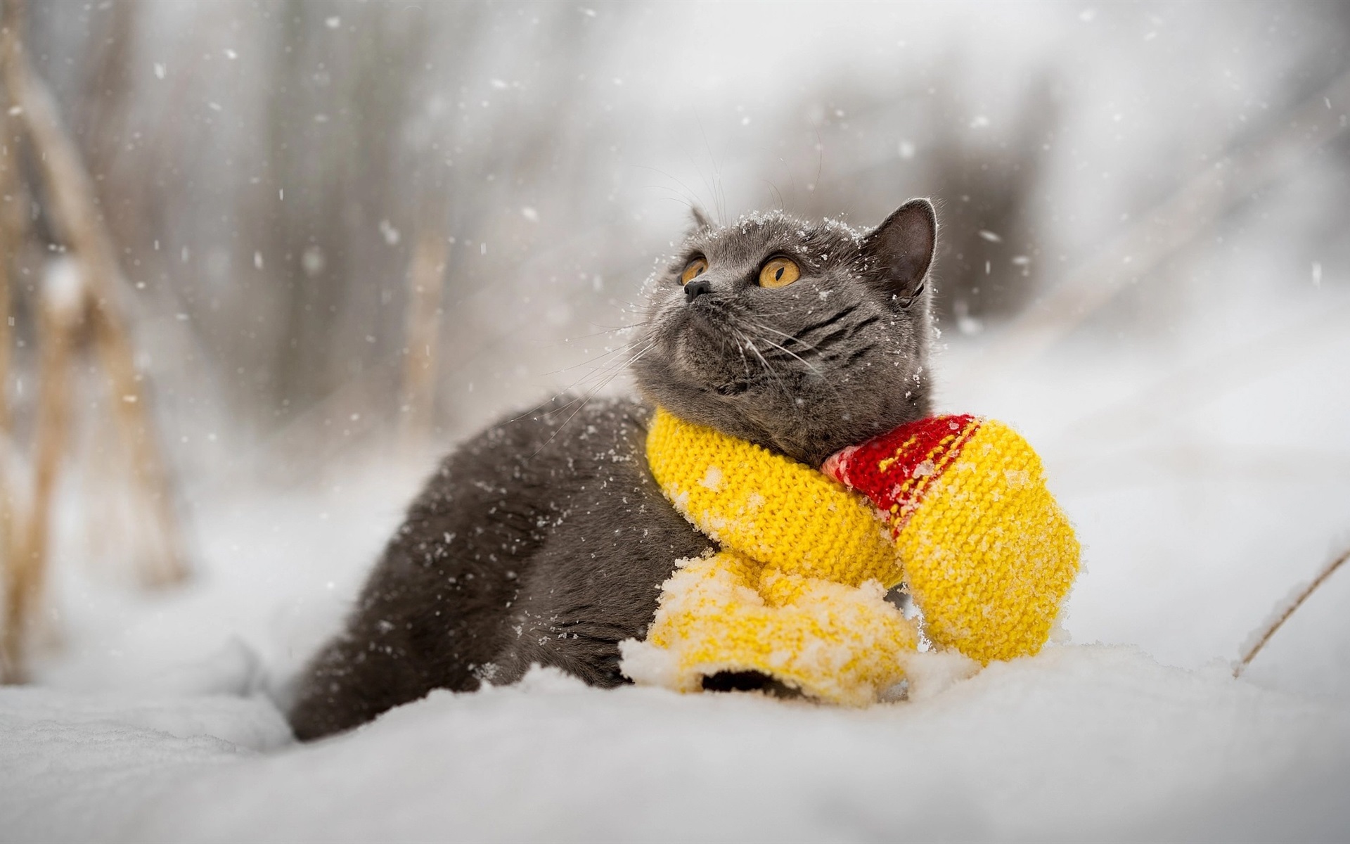 Wallpaper Gray cat, snow, winter, scarf 1920x1200 HD Picture, Image