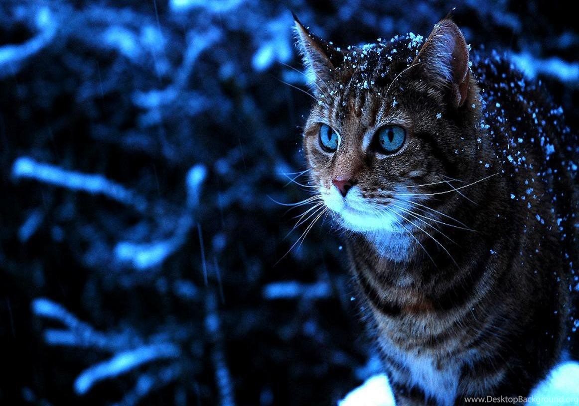 Cats: Snow Cat Winter Blue Tabby Eyes Wallpaper HD For HD 16:9. Desktop Background