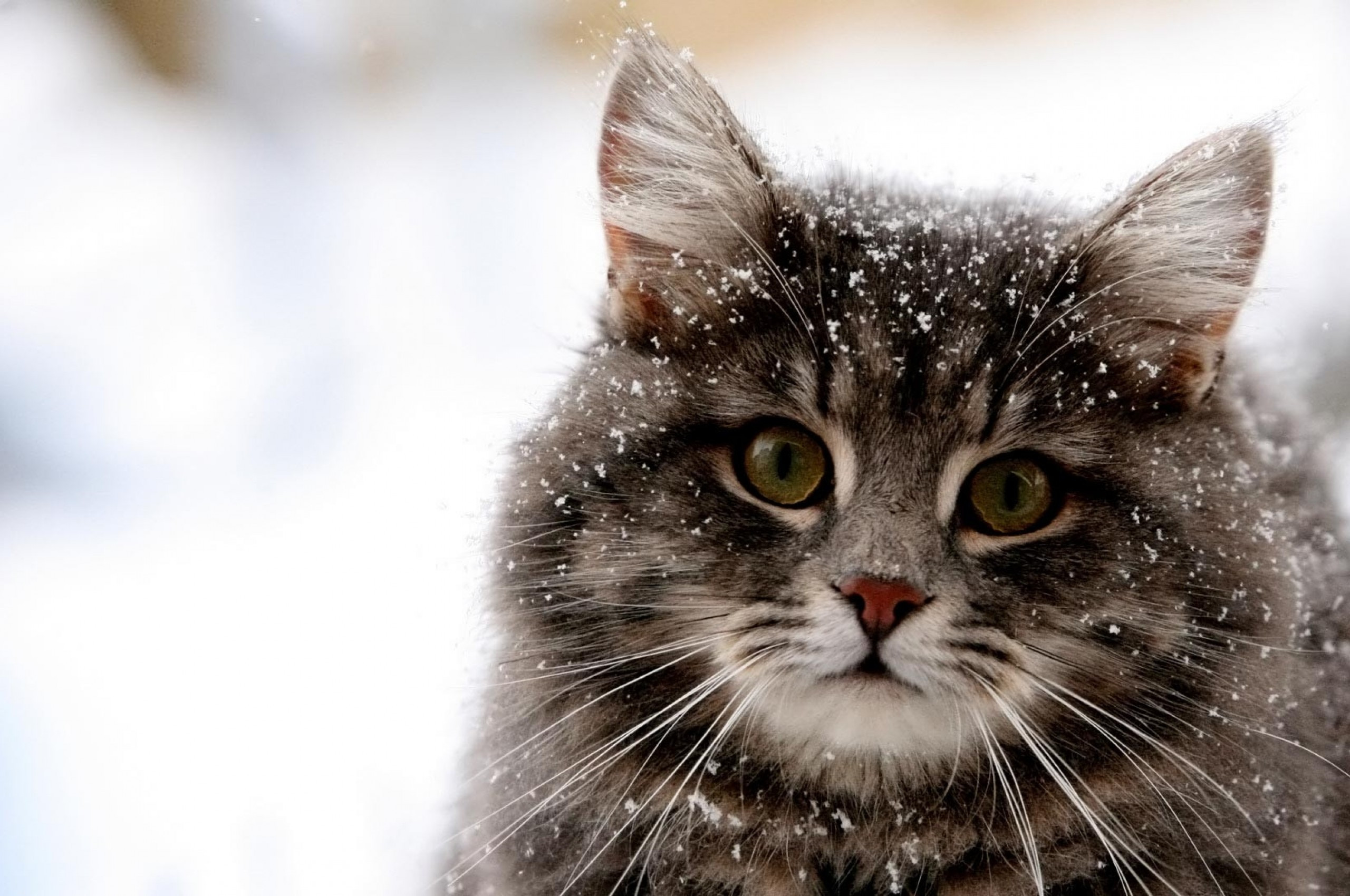 Download 2560x1700 Cat, Snow, Fluffy, Looking At Viewer, Cute Wallpaper for Chromebook Pixel