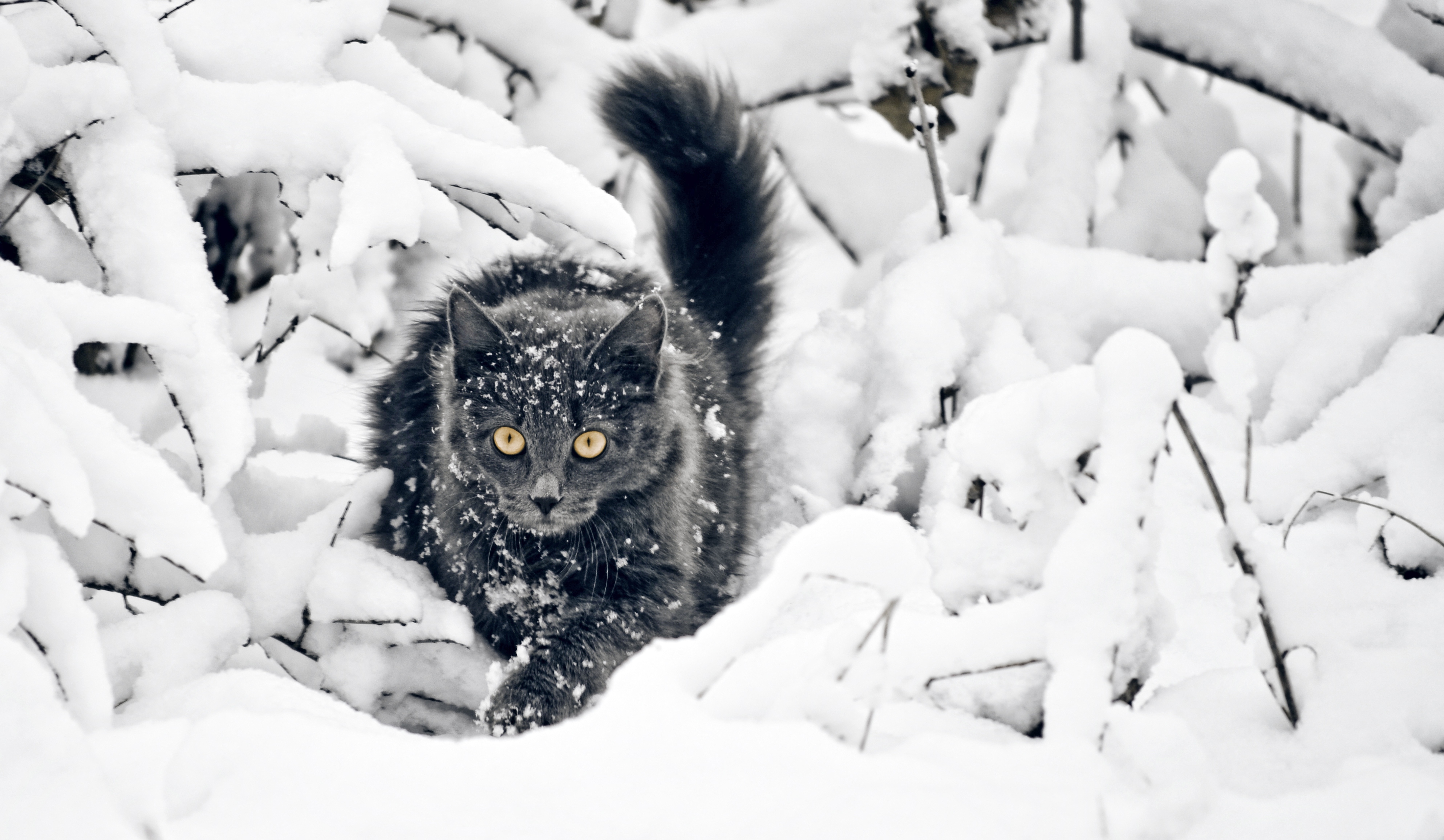 Wallpaper Winter, Snow, Fluffy, Sneaky, Cat:3976x2315