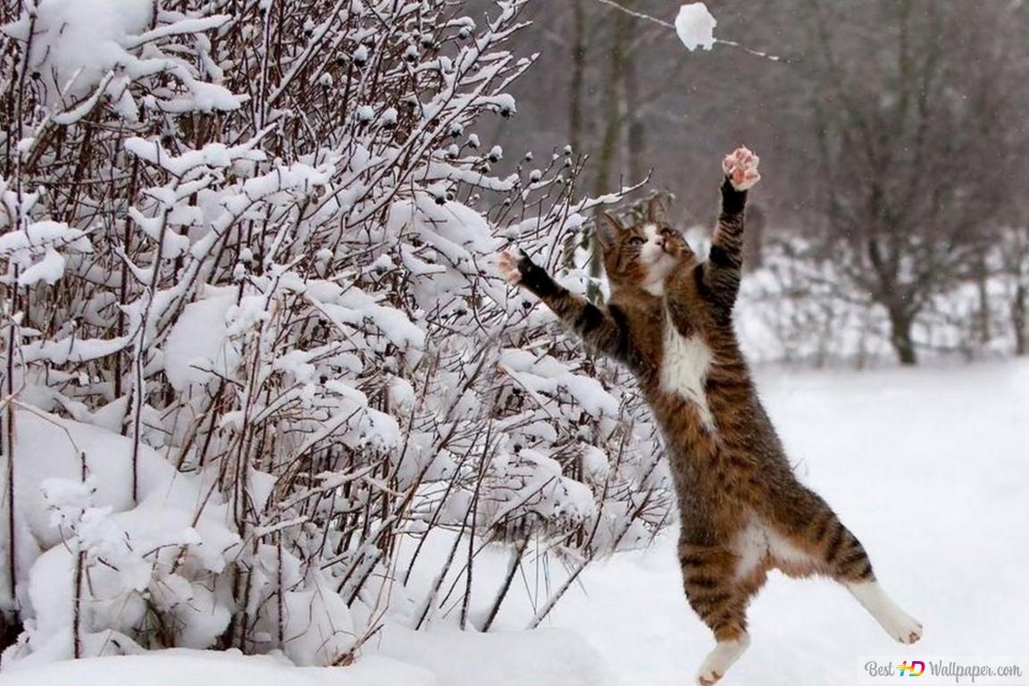 Cat jump in snow HD wallpaper download