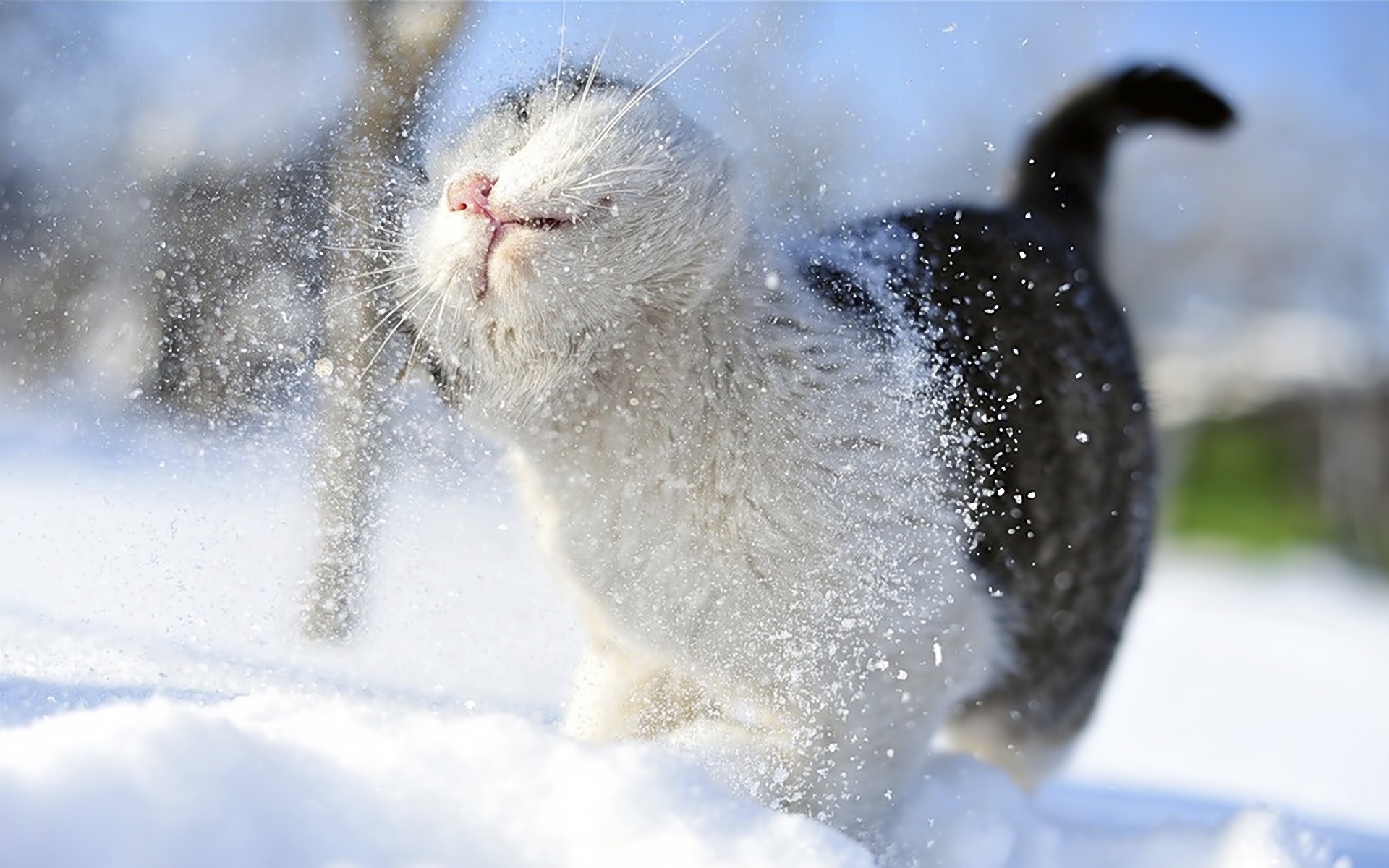 snow cats animals outdoors 1920x1200 wallpaper