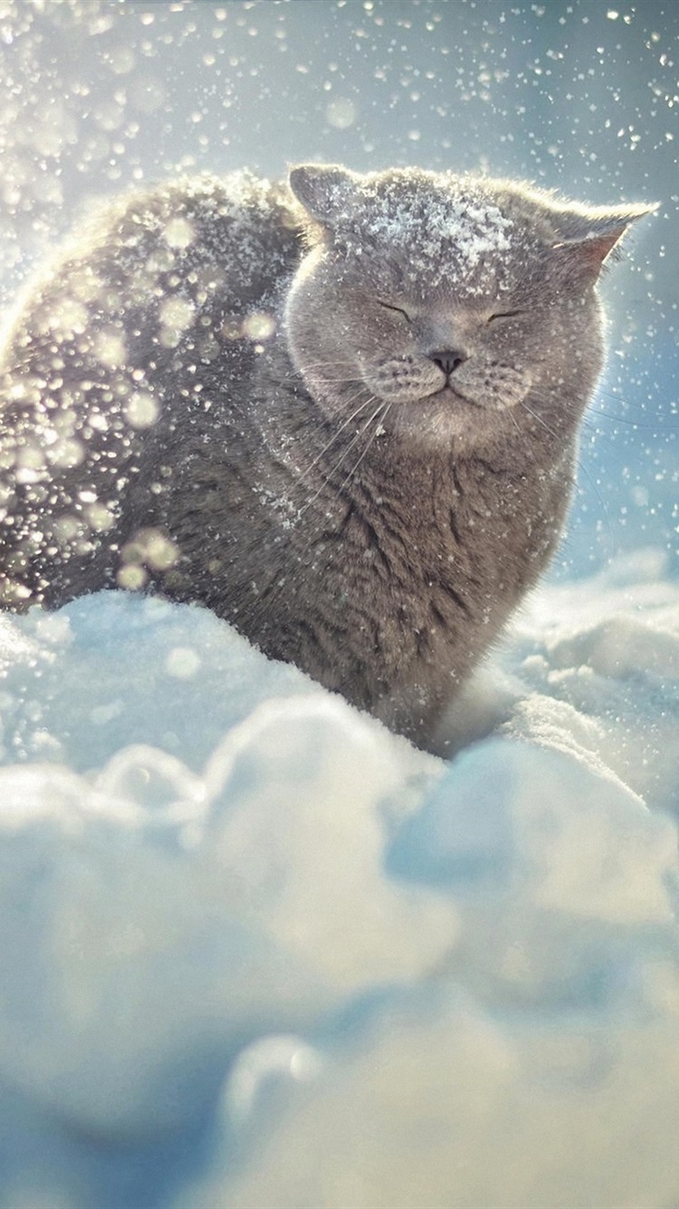 Wallpaper Gray cat in the thick snow winter 1920x1440 HD Picture, Image