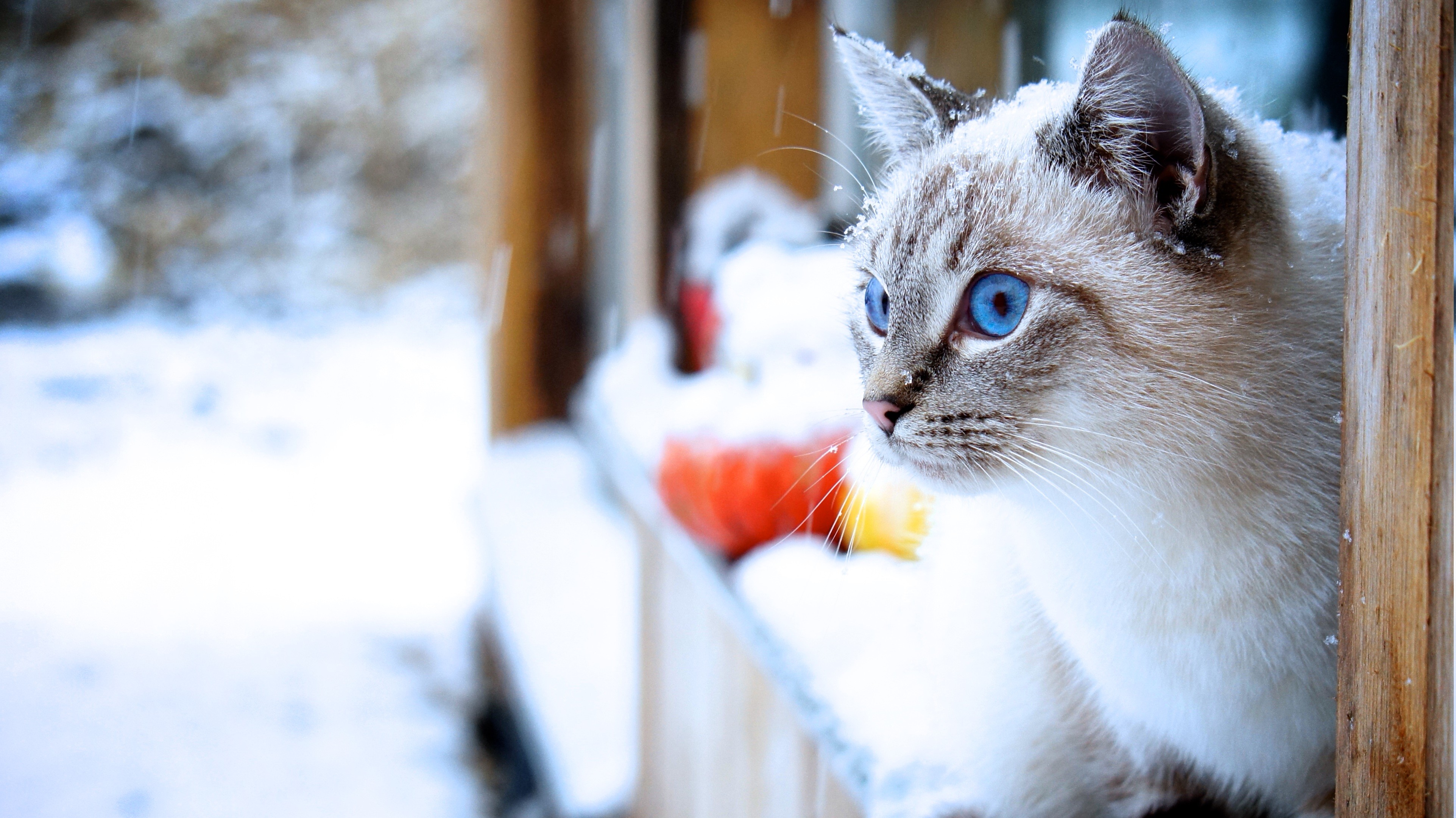 cat, Snow, Animals, Blue Eyes Wallpaper HD / Desktop and Mobile Background