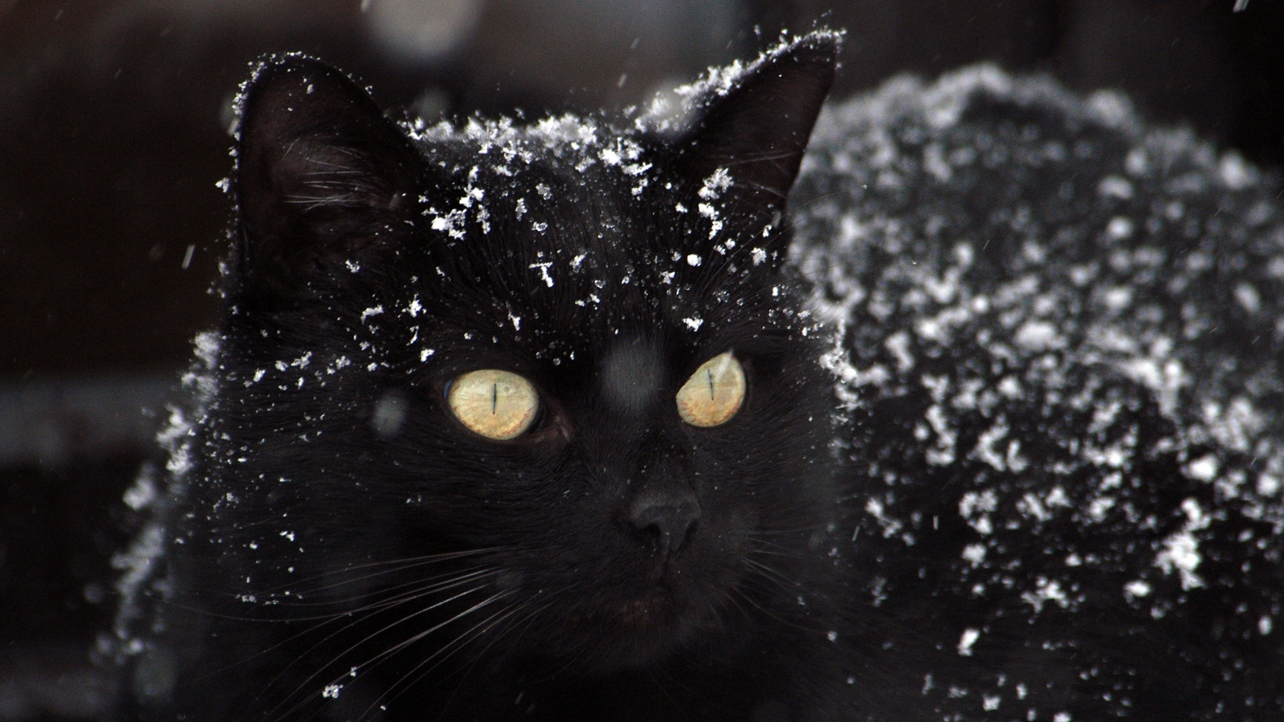Download 2560x1440 Black Cat, Snow, Majestic Wallpaper for iMac 27 inch