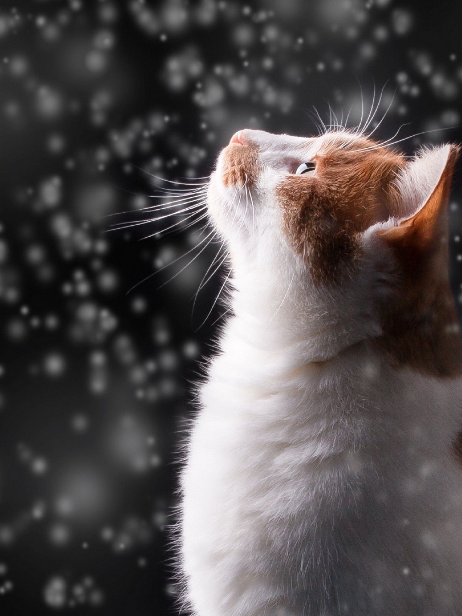 Cat in Snow Desktop Wallpaper