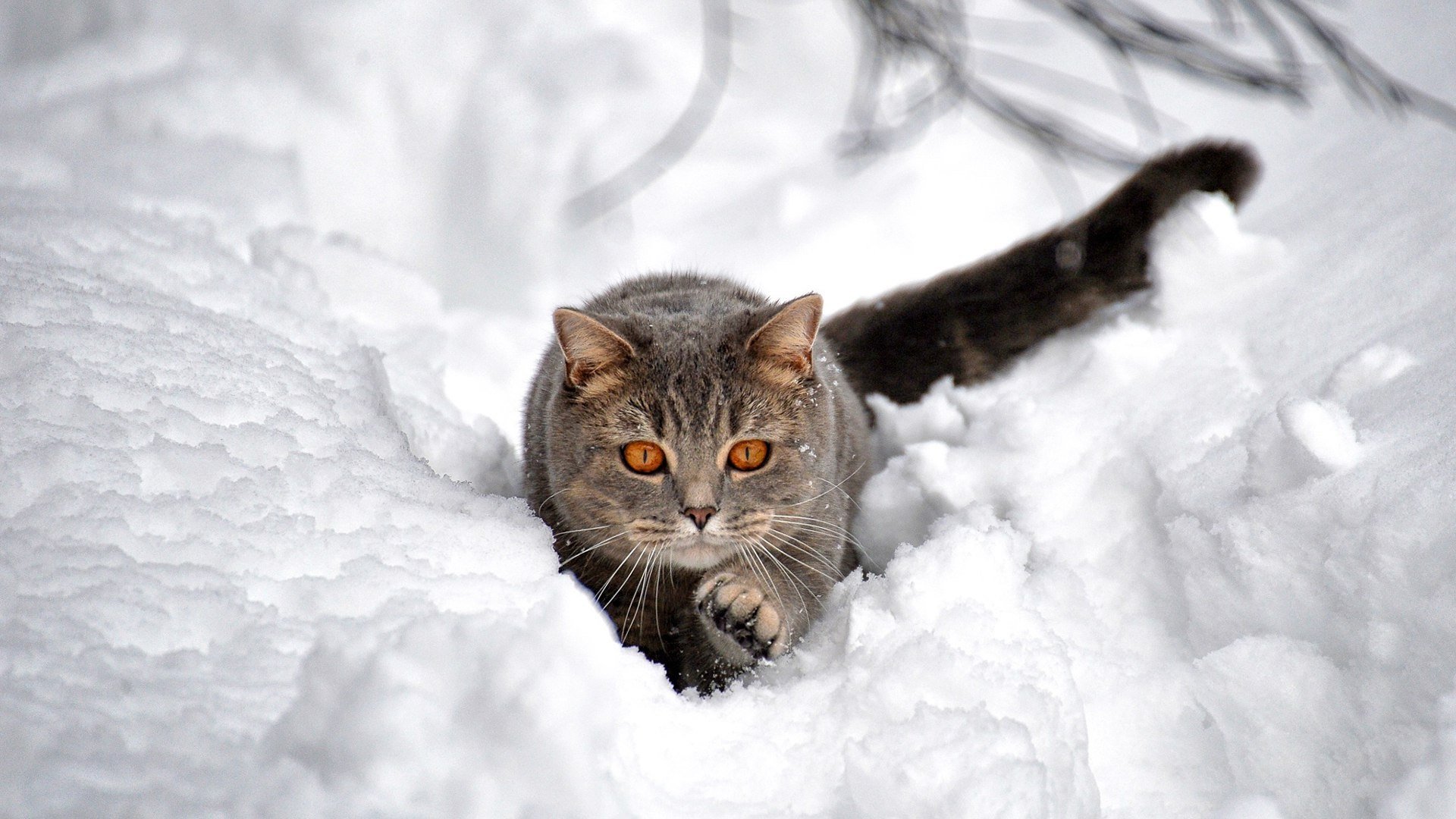 Cat Making His Way Through Deep Snow HD Wallpaper