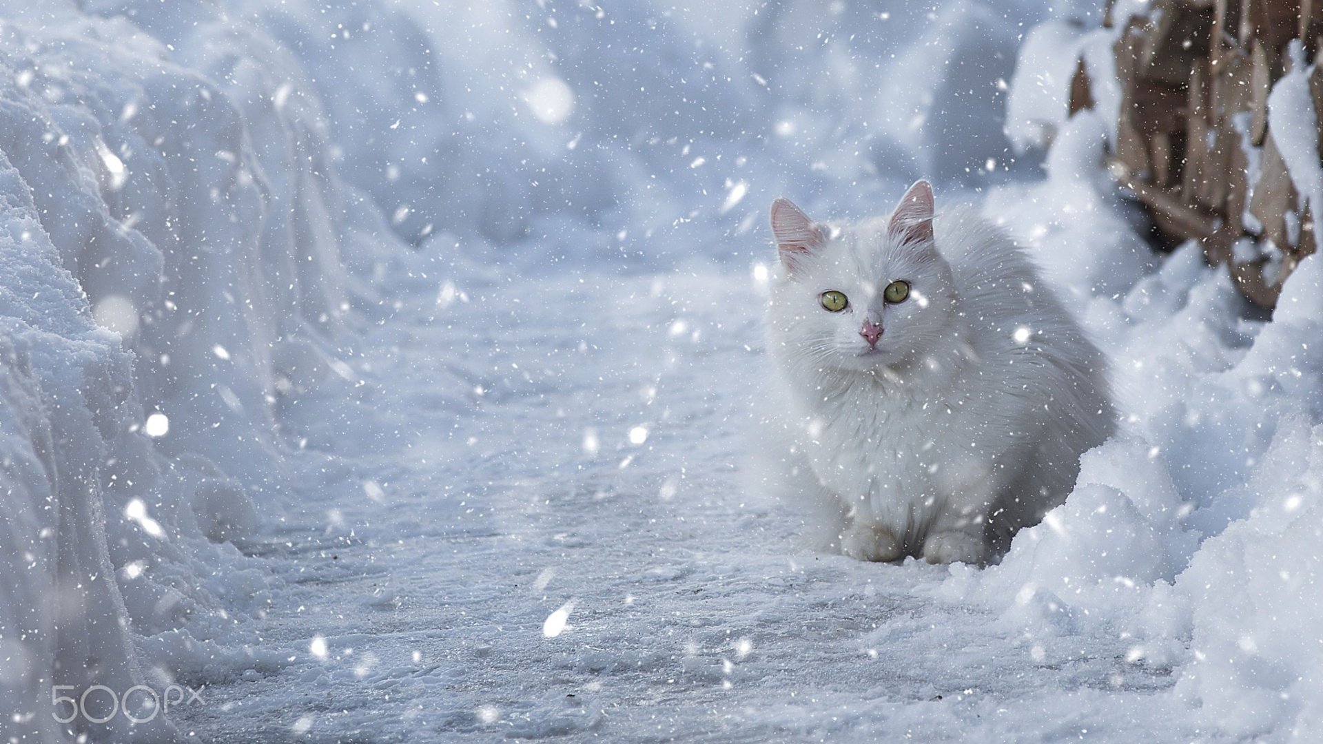 The snow cat wallpaper