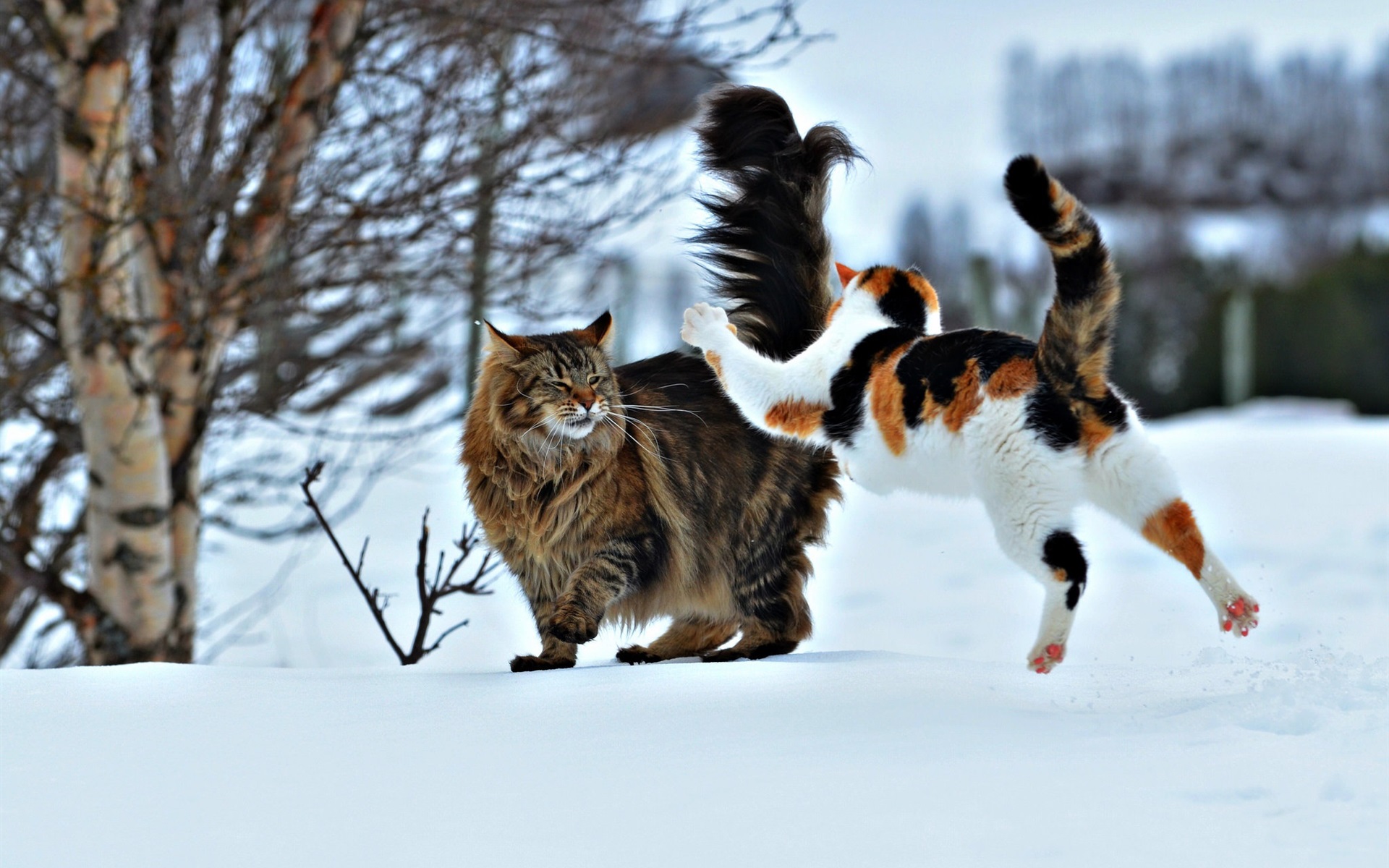 Wallpaper Two cats play games in the snow 1920x1200 HD Picture, Image