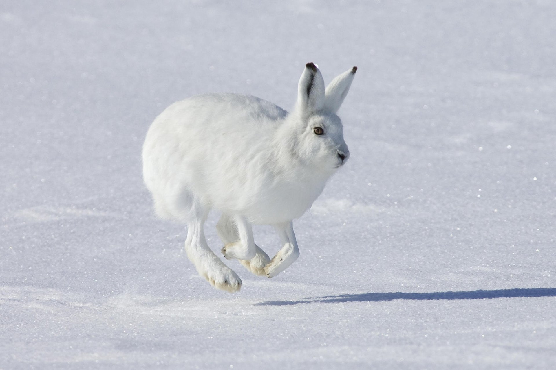 Arctic Hare HD Wallpaper and Background Image