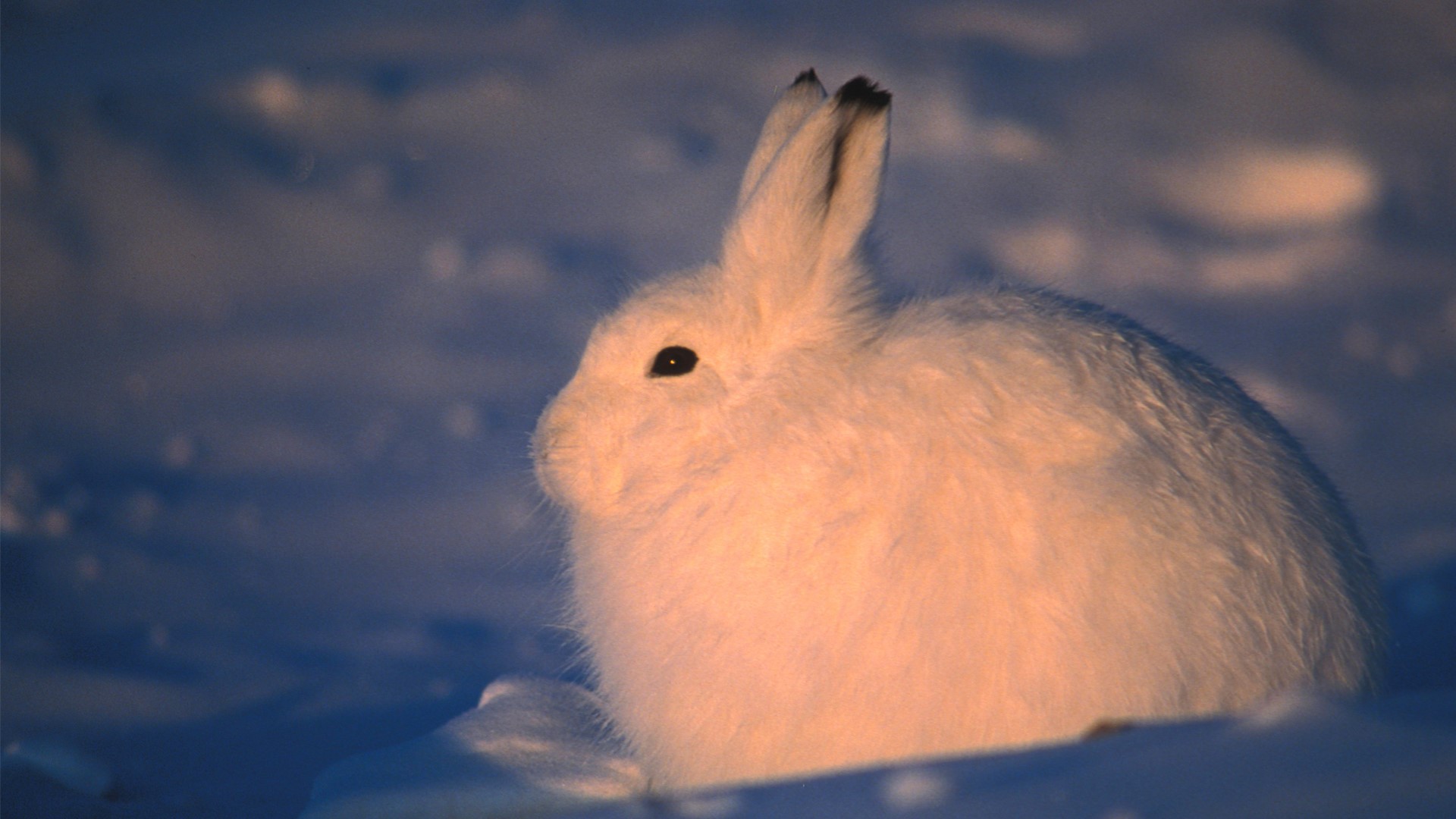 Arctic hare in winter. Windows 10 Spotlight Image