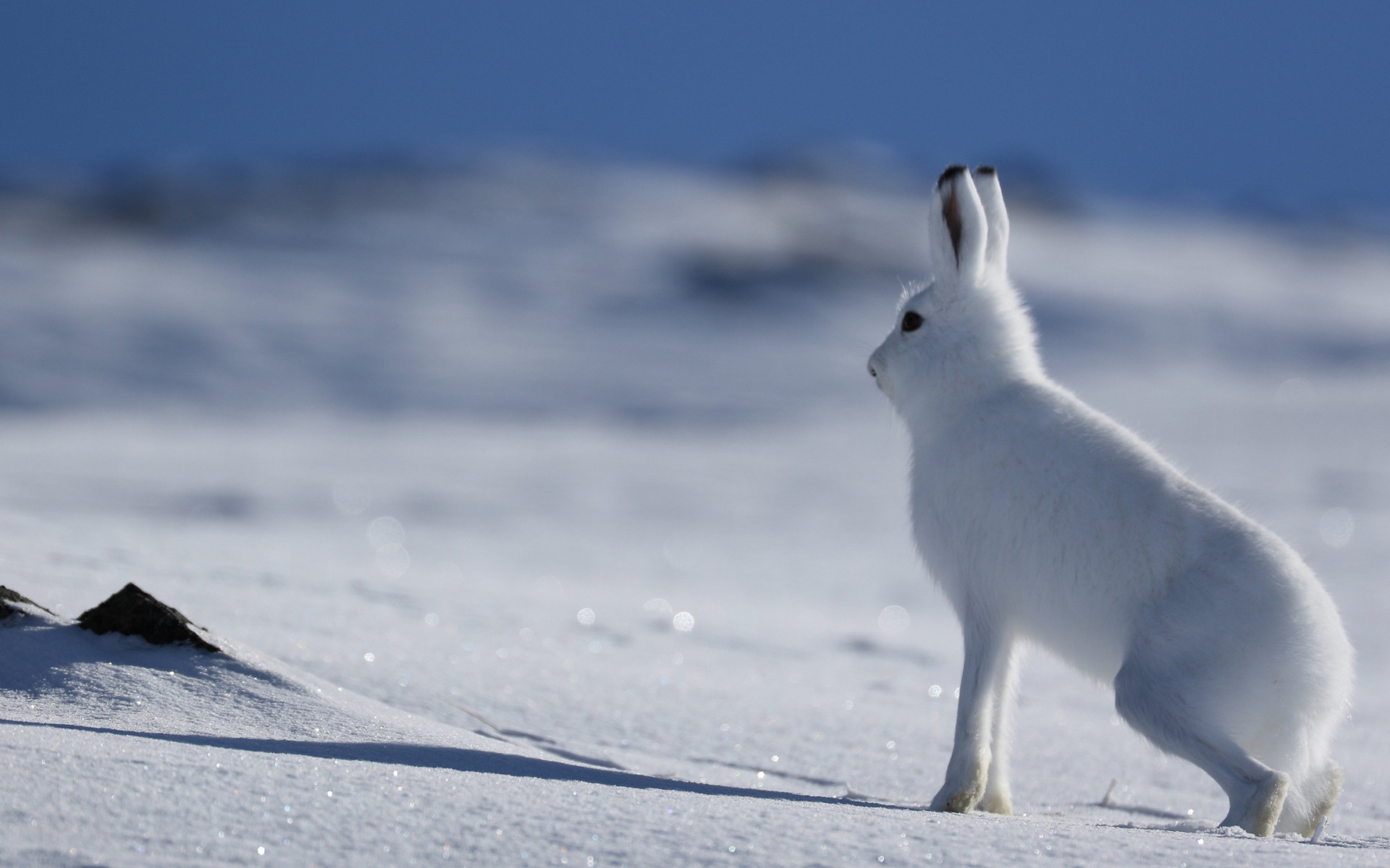 Arctic Hare HD Wallpaper 73937