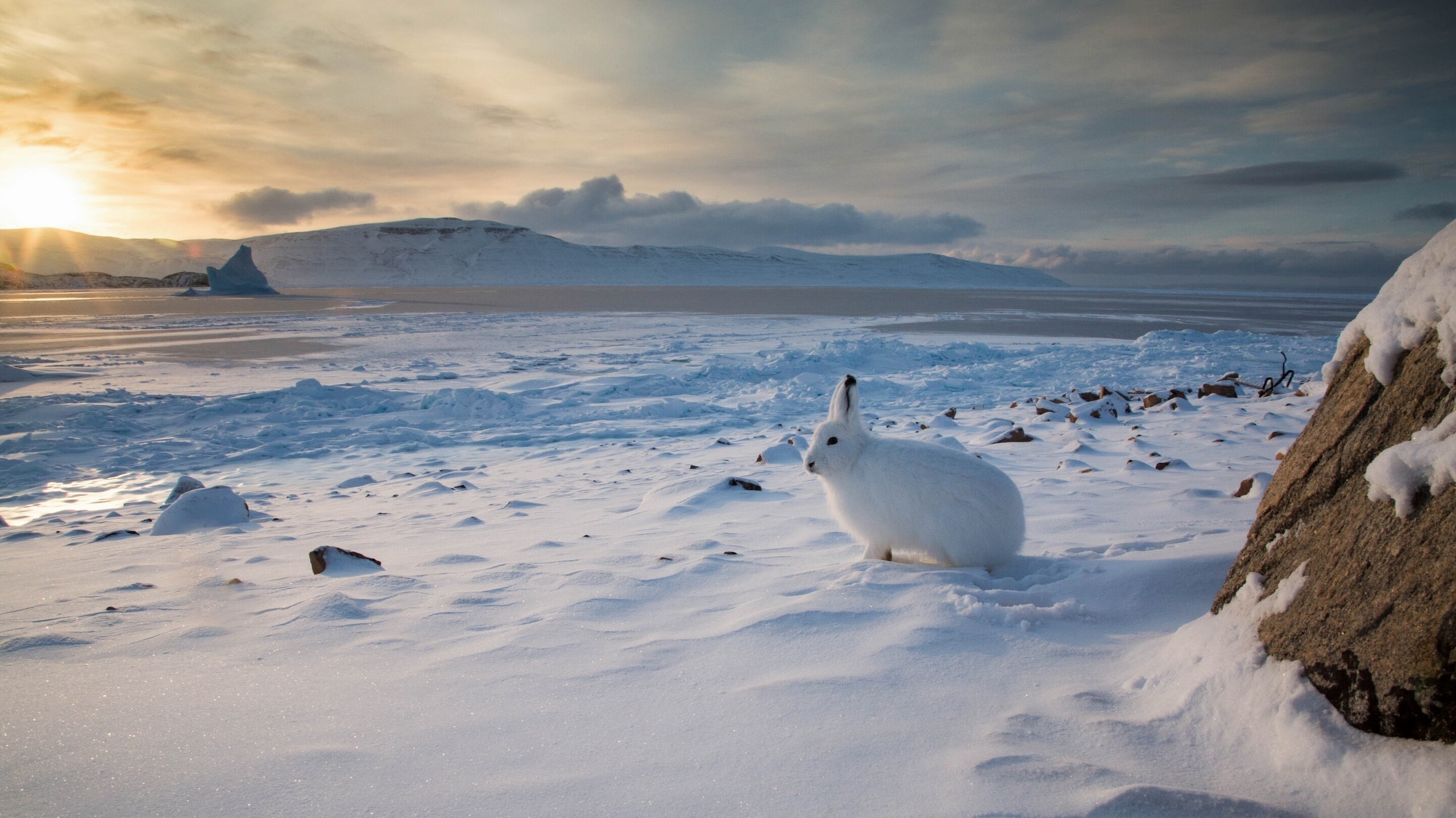 Arctic Hare HD Wallpaper and Background