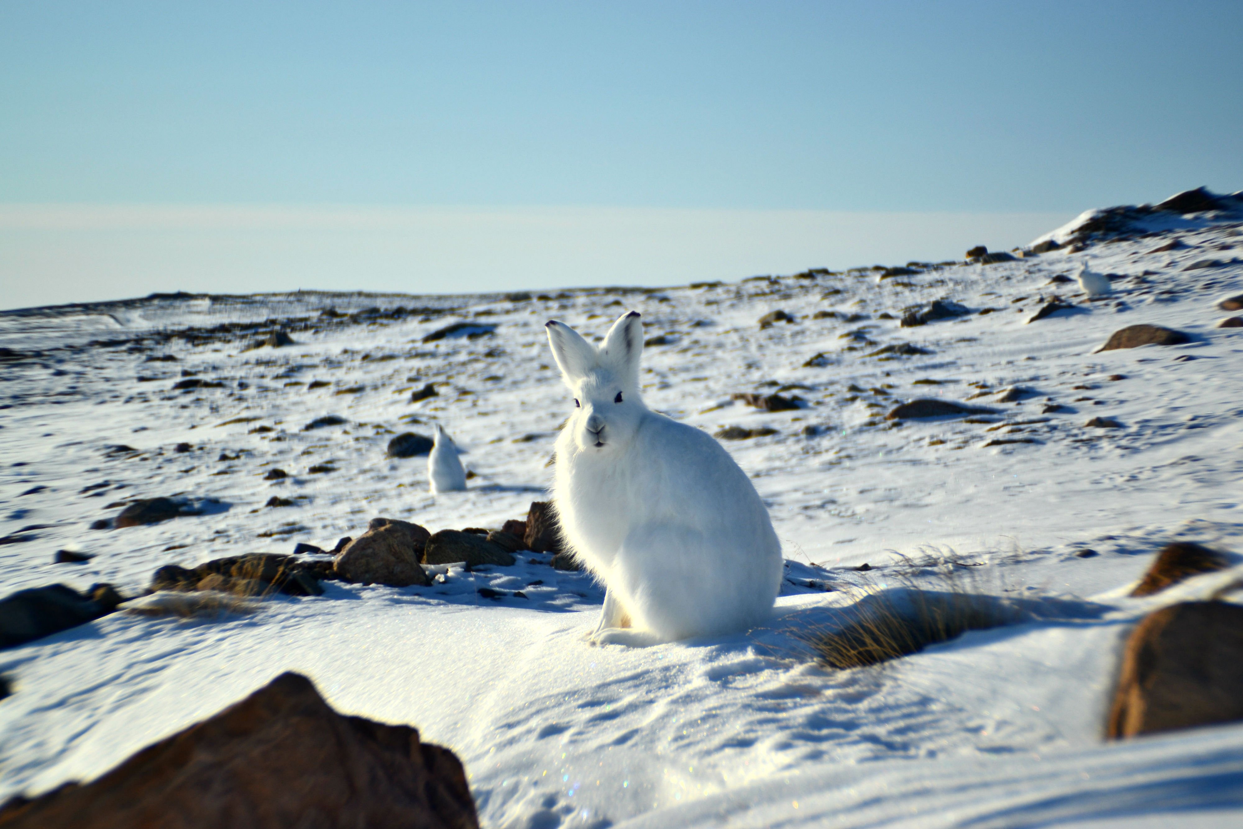 arctic, Hare, Rabbit, Rabbit Wallpaper HD / Desktop and Mobile Background