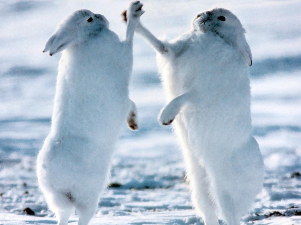 Arctic Hare Wallpapers - Wallpaper Cave
