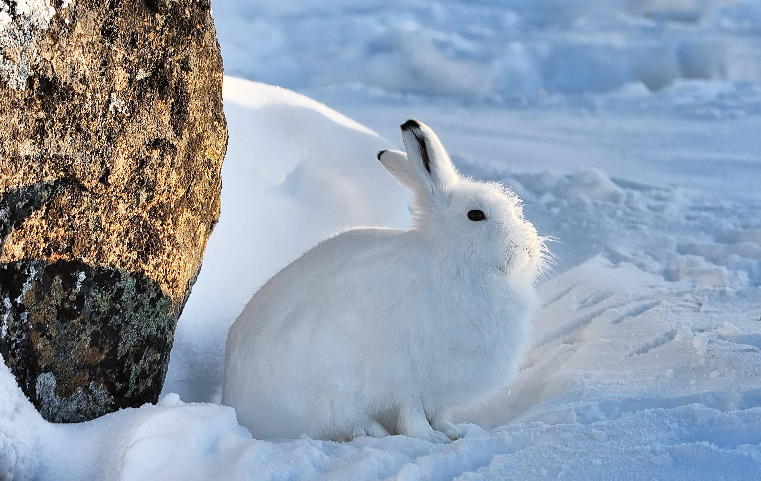 Arctic Ice Age Animals Picture Image Wallpaper HD Free. Animals, Animal wallpaper, Arctic hare