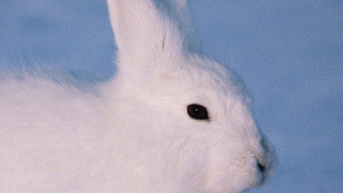 Arctic Hare High Definition Wallpaper 73938