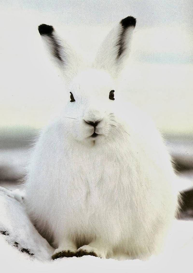 The Arctic Hare. Polar Rabbit. Arctic hare, Arctic animals, Animals