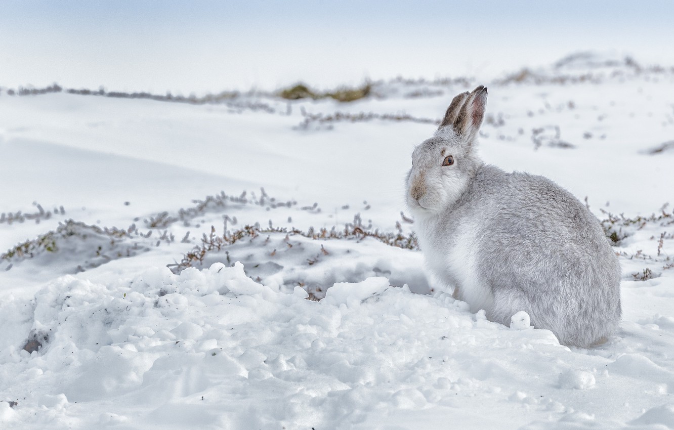 Wallpaper winter, snow, hare image for desktop, section животные