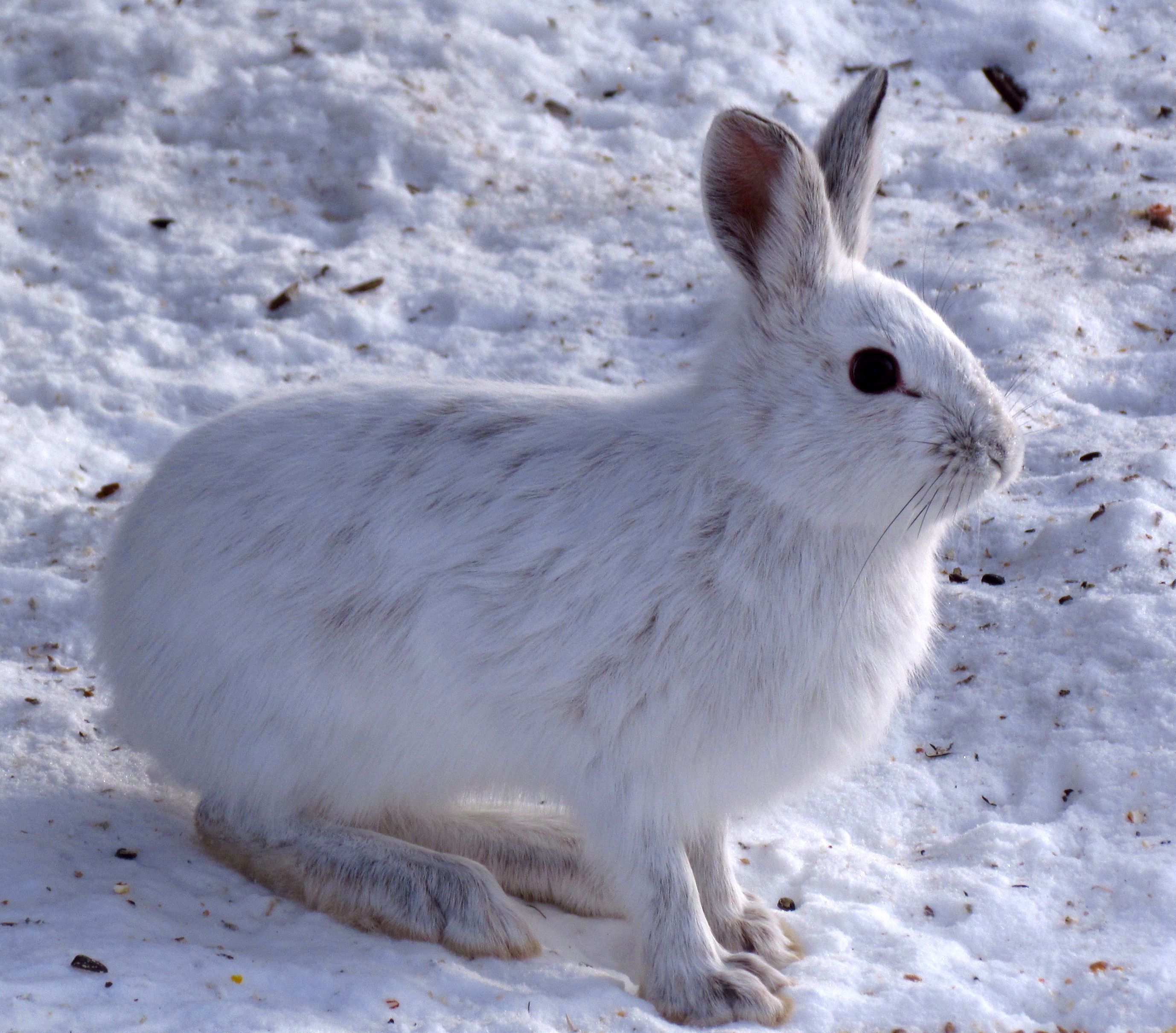 Arctic Hare HD Wallpaper