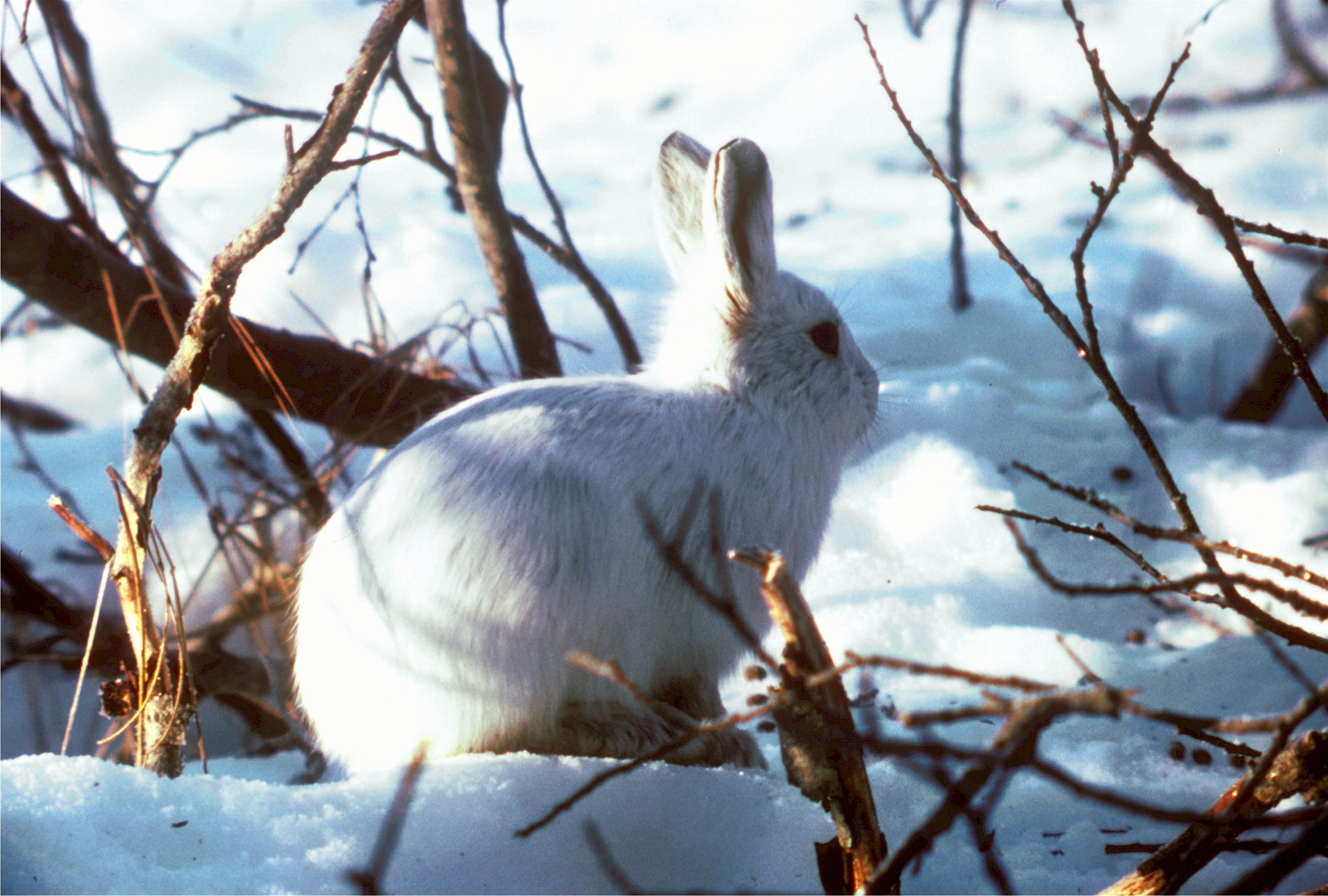 Free photo: Arctic Hare, Arctic, Frozen